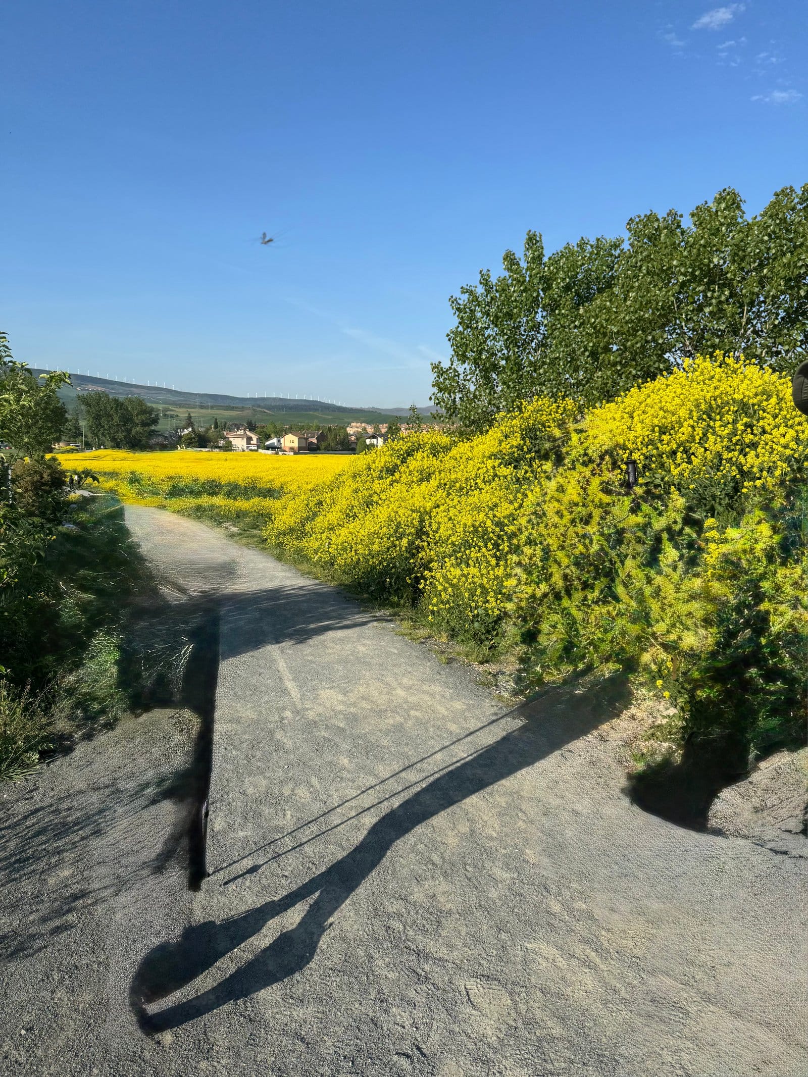 Camino path through yellow fields near Puente la Reina