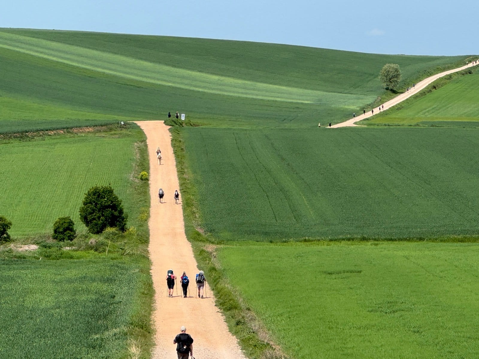 Camino path through rolling green fields