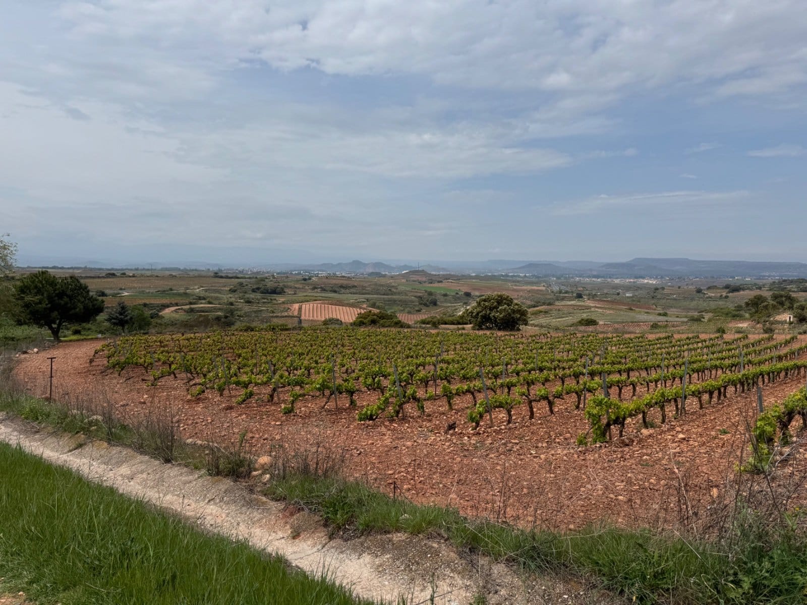 Panoramic view of wine country vineyards