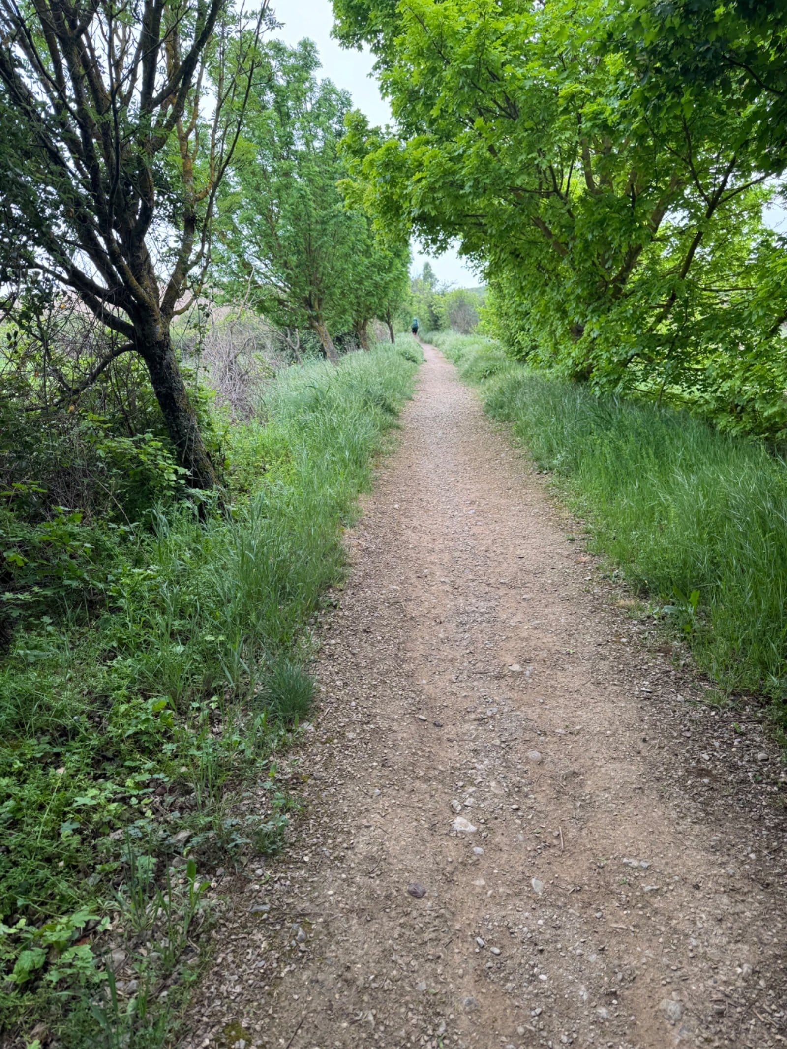 Tree-lined dirt trail near Logroño approach