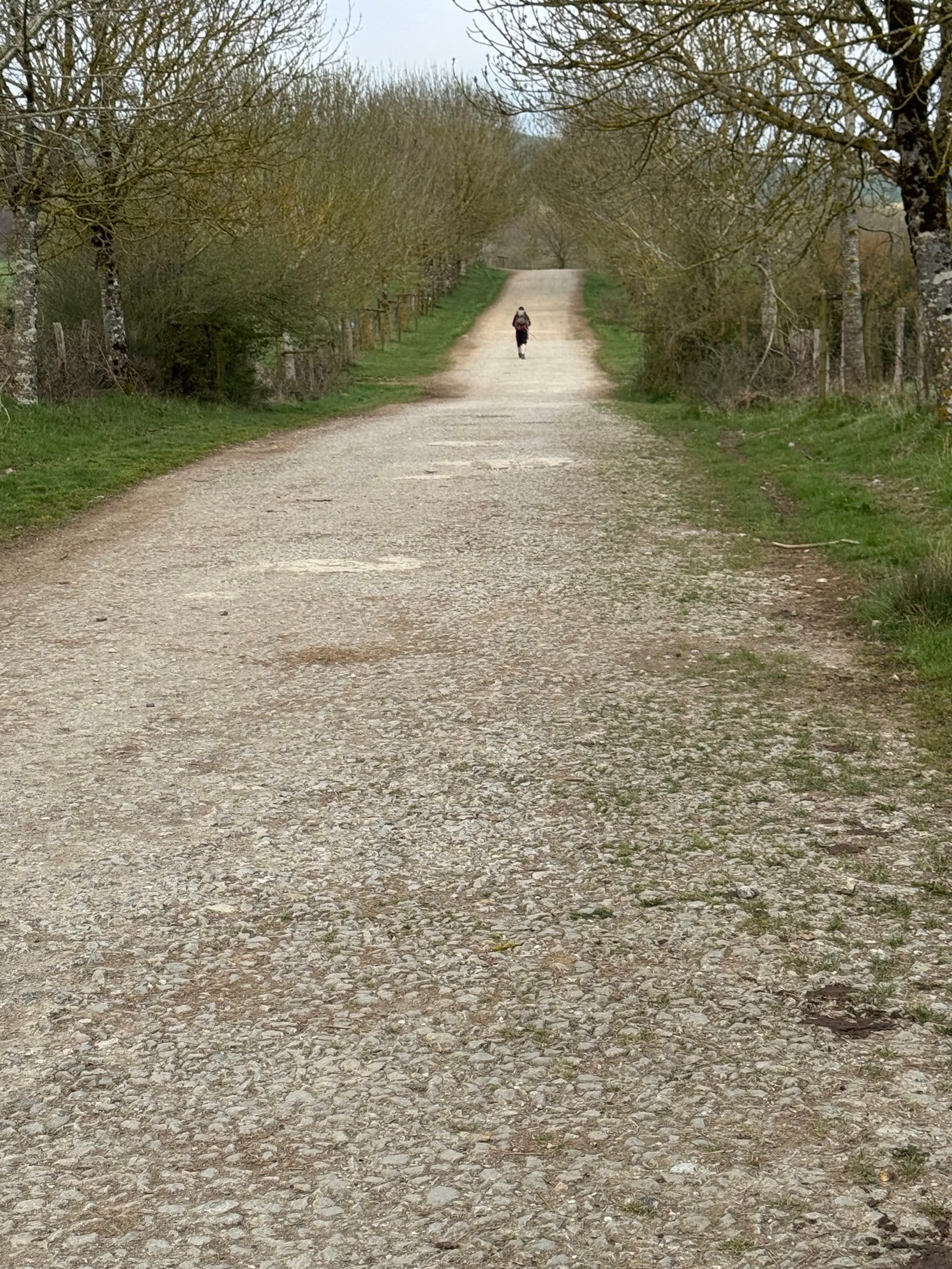 Pilgrim walking tree-lined path toward Larrasoaña