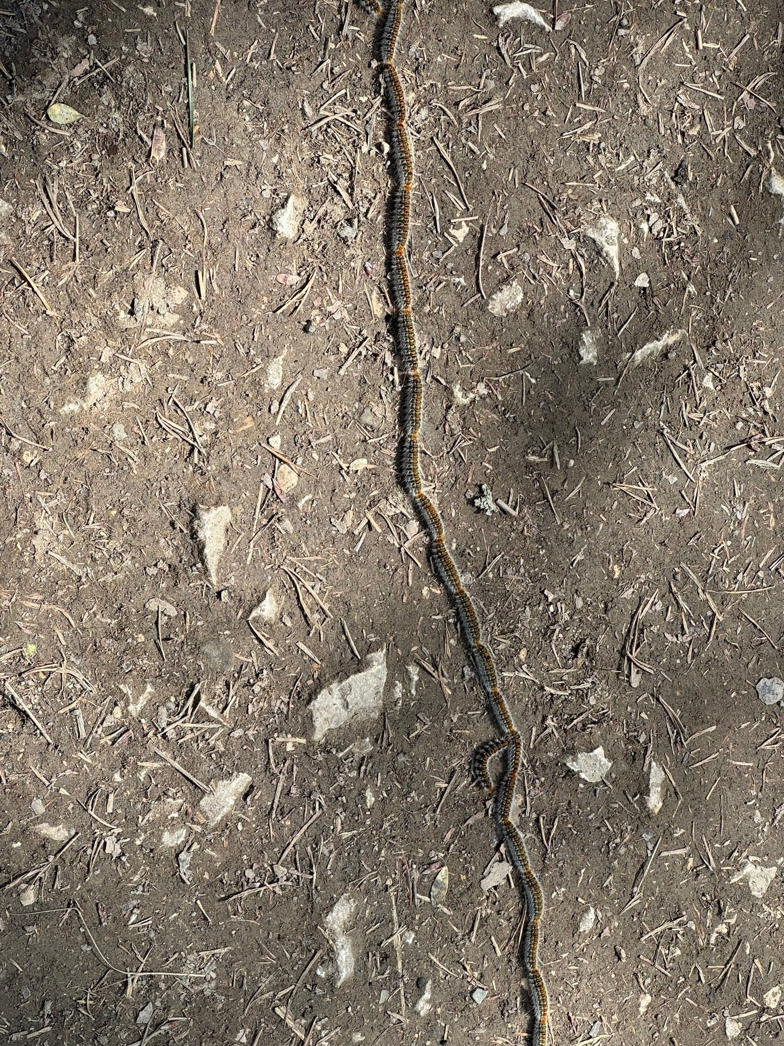 Millipede crossing muddy Camino trail