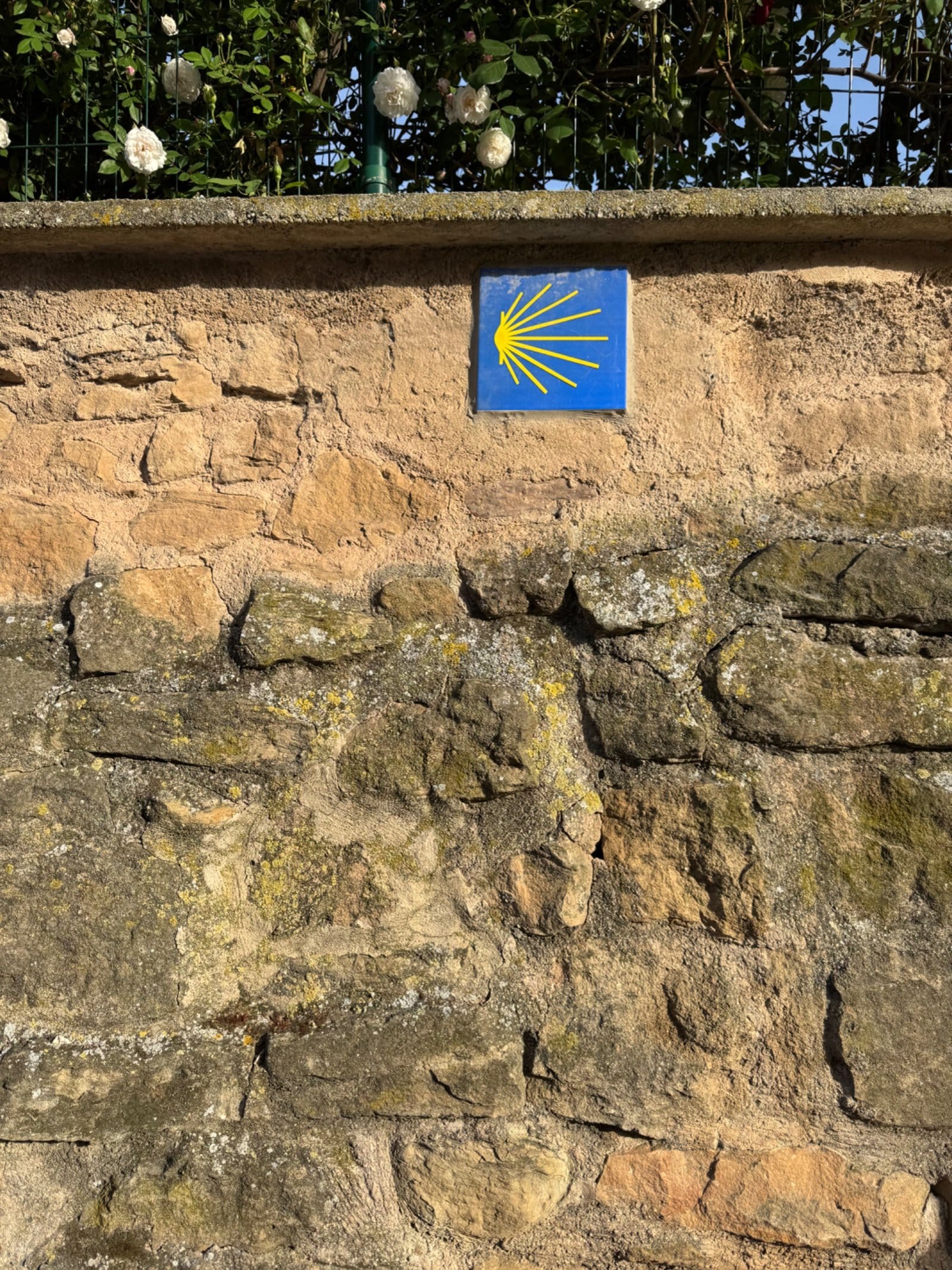 Blue ceramic scallop shell tile on stone wall
