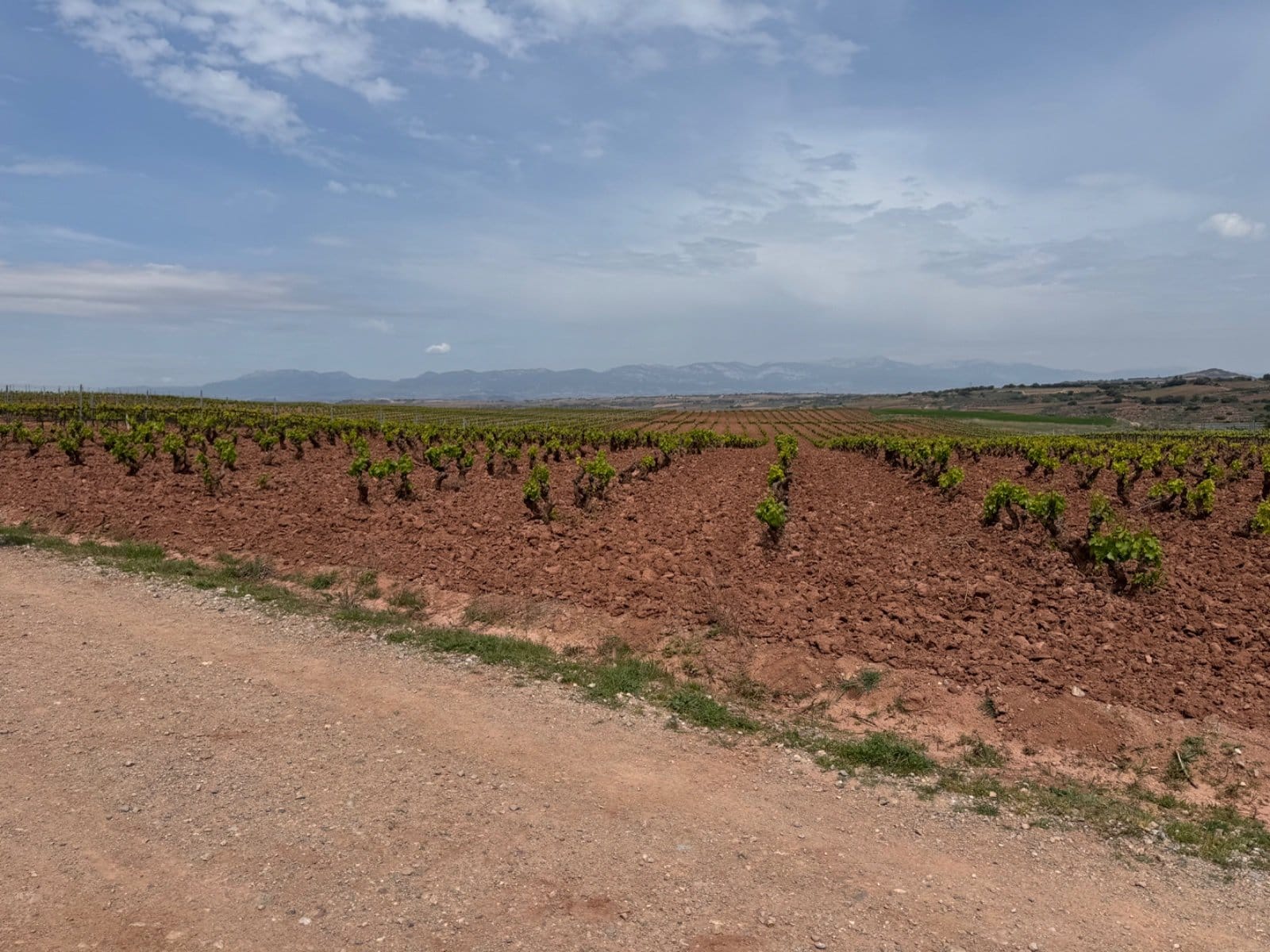 Vineyard rows stretching toward distant mountains