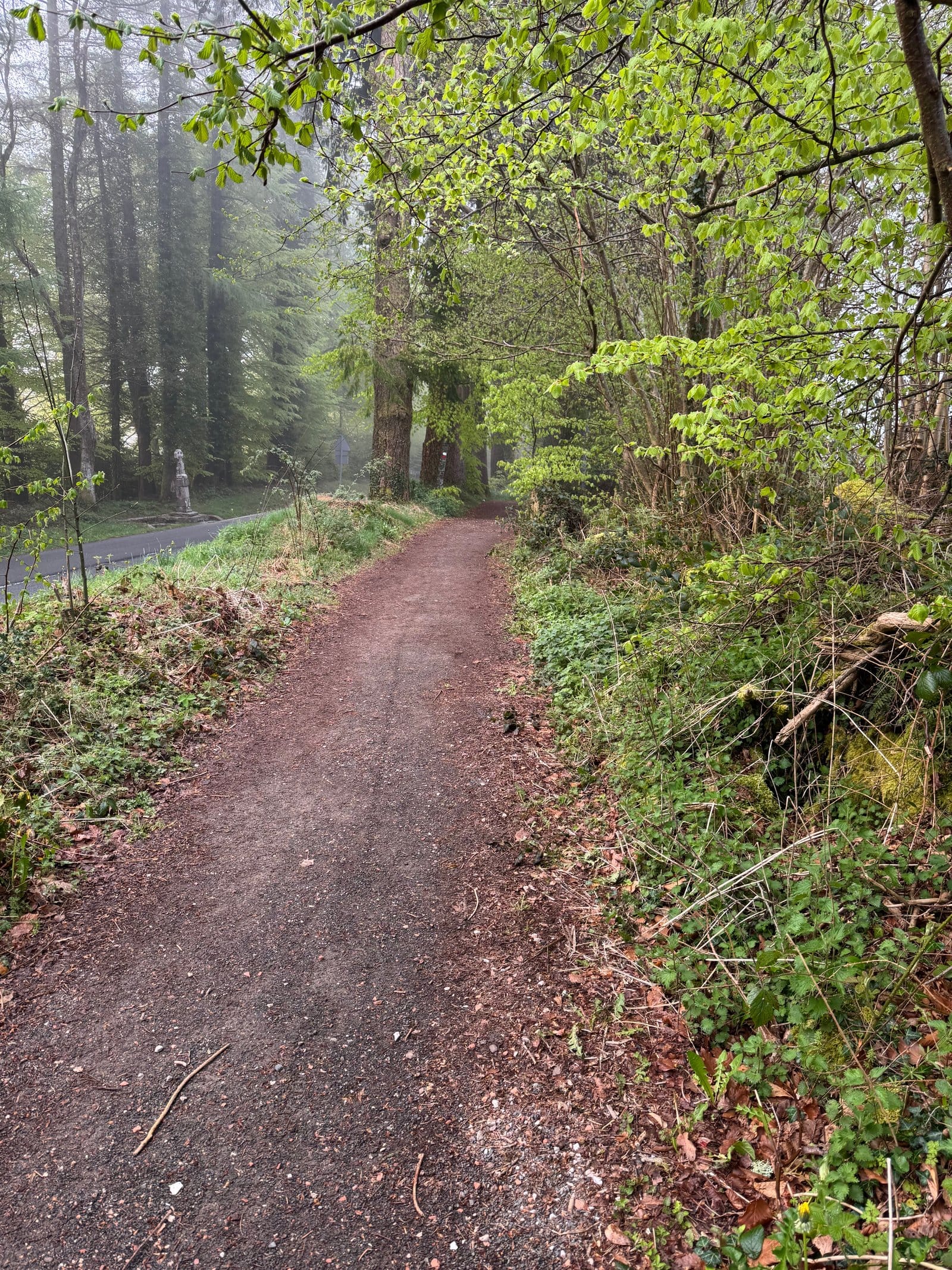 Forested Camino path descending from Roncesvalles
