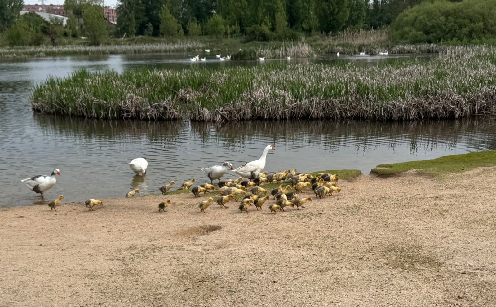 Geese families at pond near Burgos