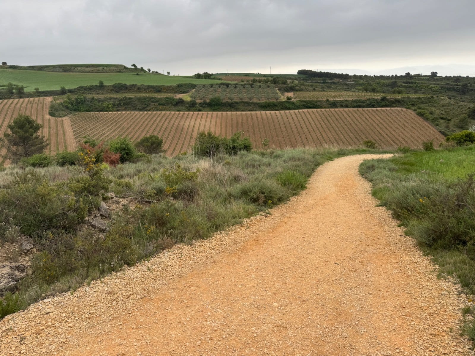 Gravel path through Rioja vineyard terrain