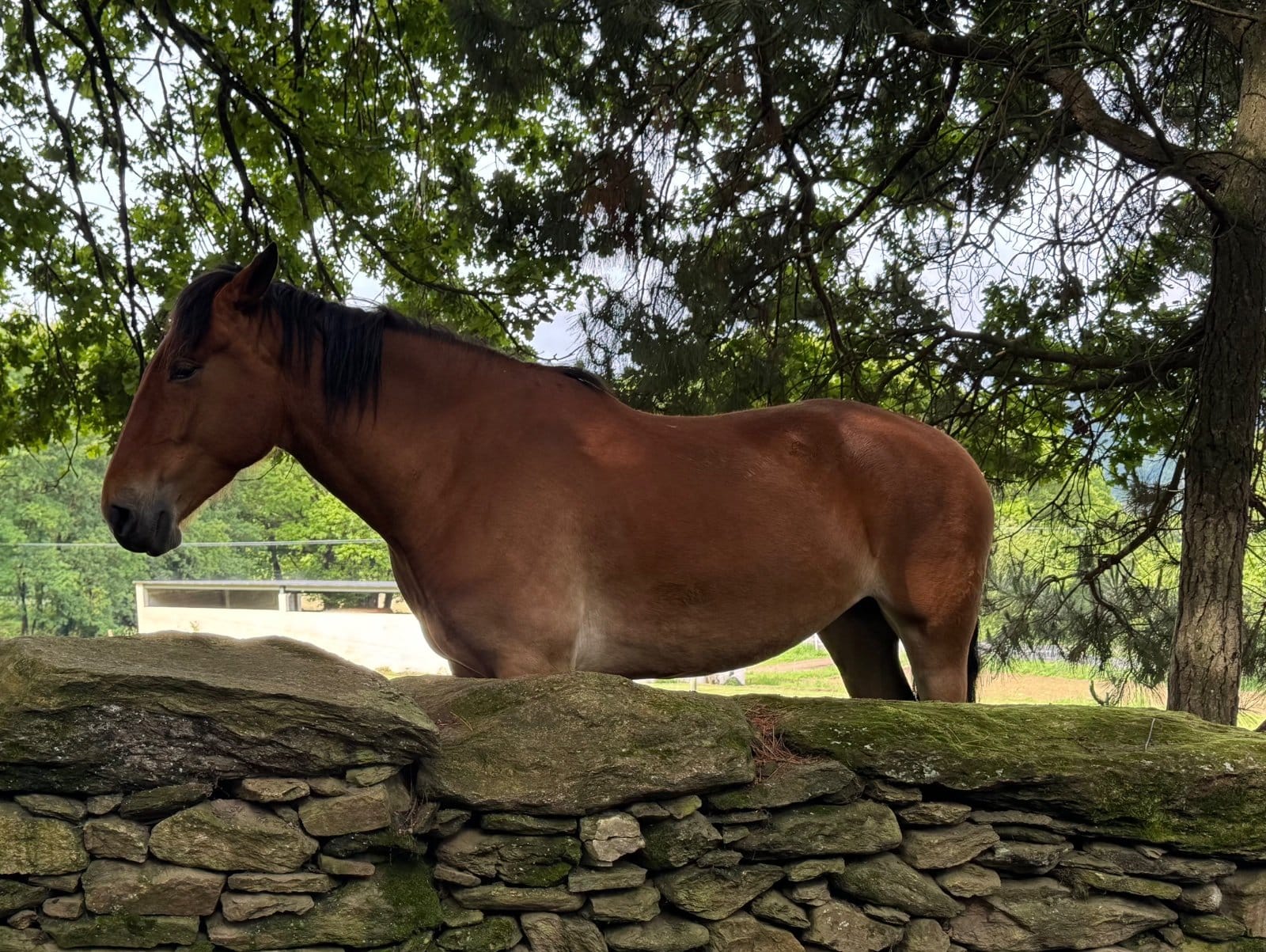 Horse at stone wall along Galician countryside
