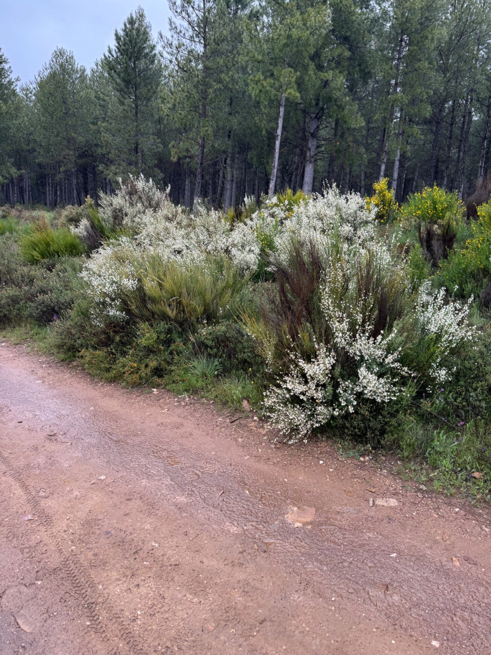 Blooming white shrubs along the trail