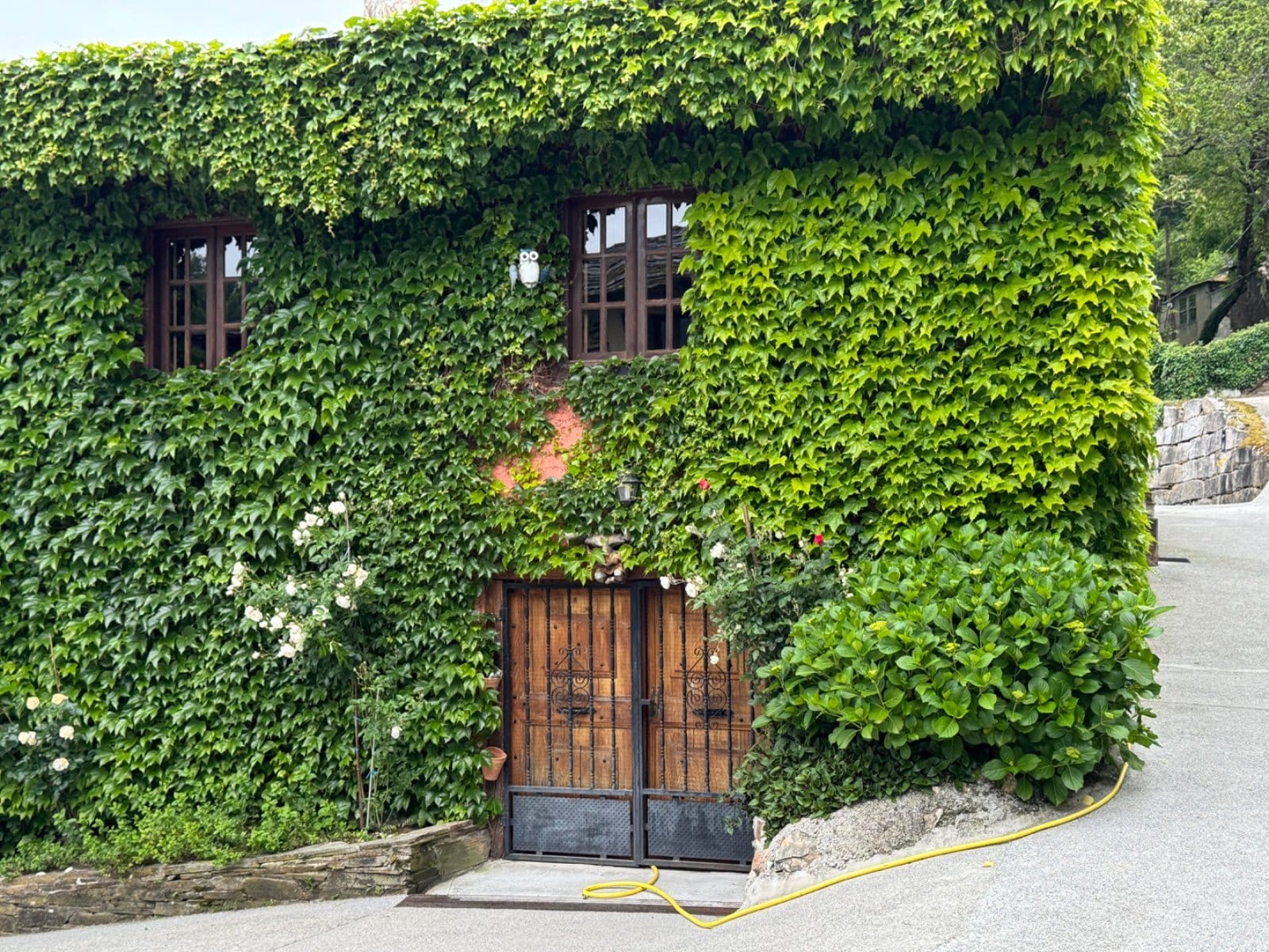 Ivy-covered building in old Sarria