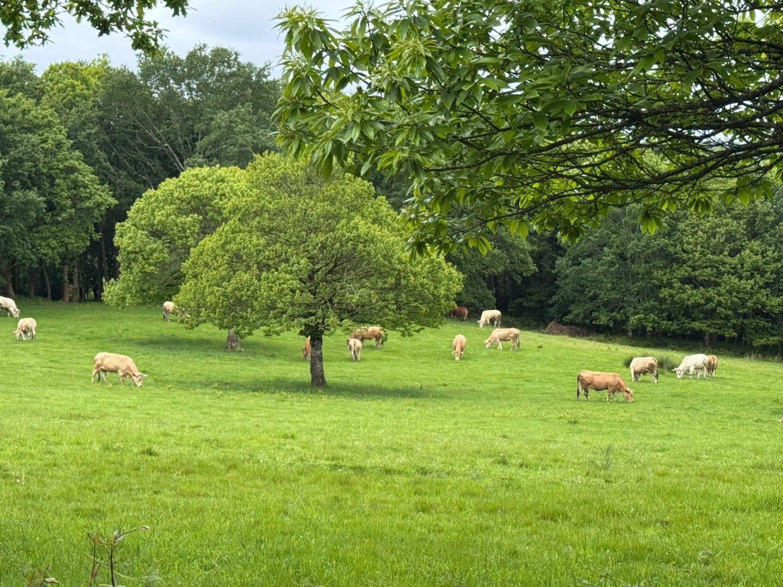 Cattle grazing in green meadows near Palas del Rei