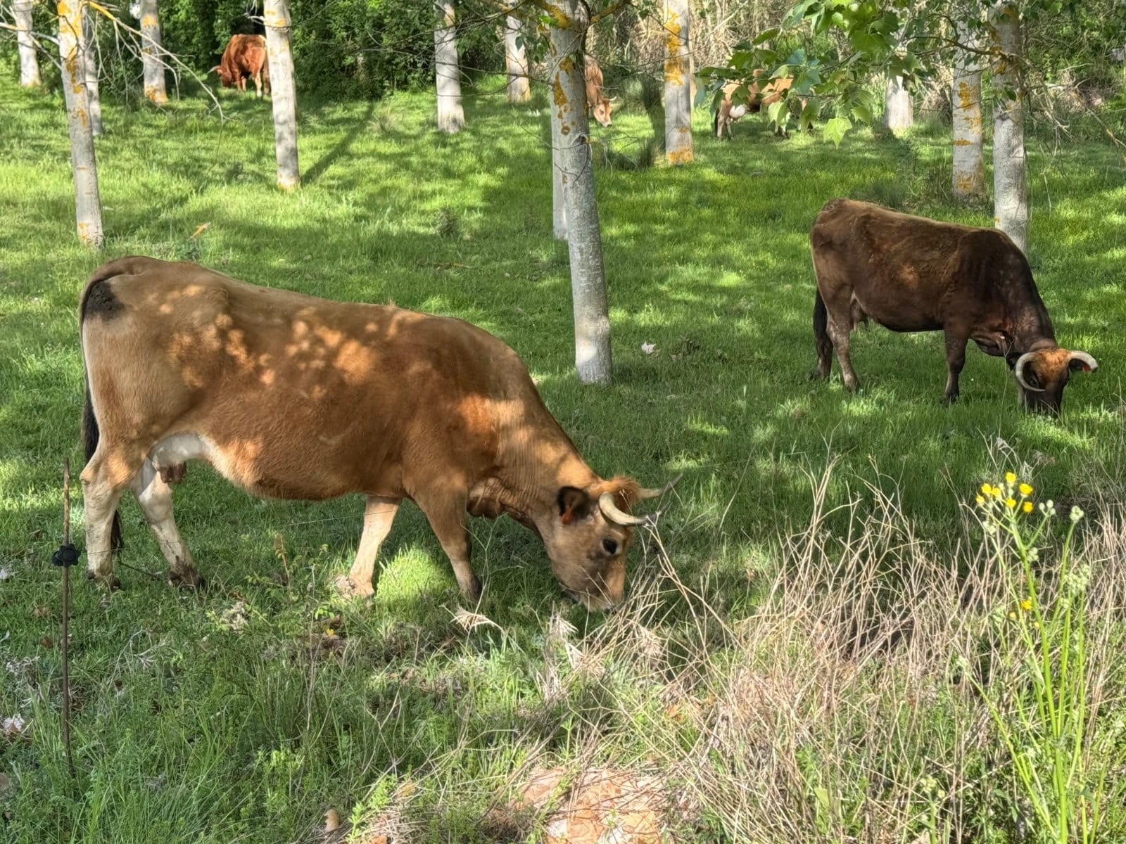 Meseta cows grazing in birch grove