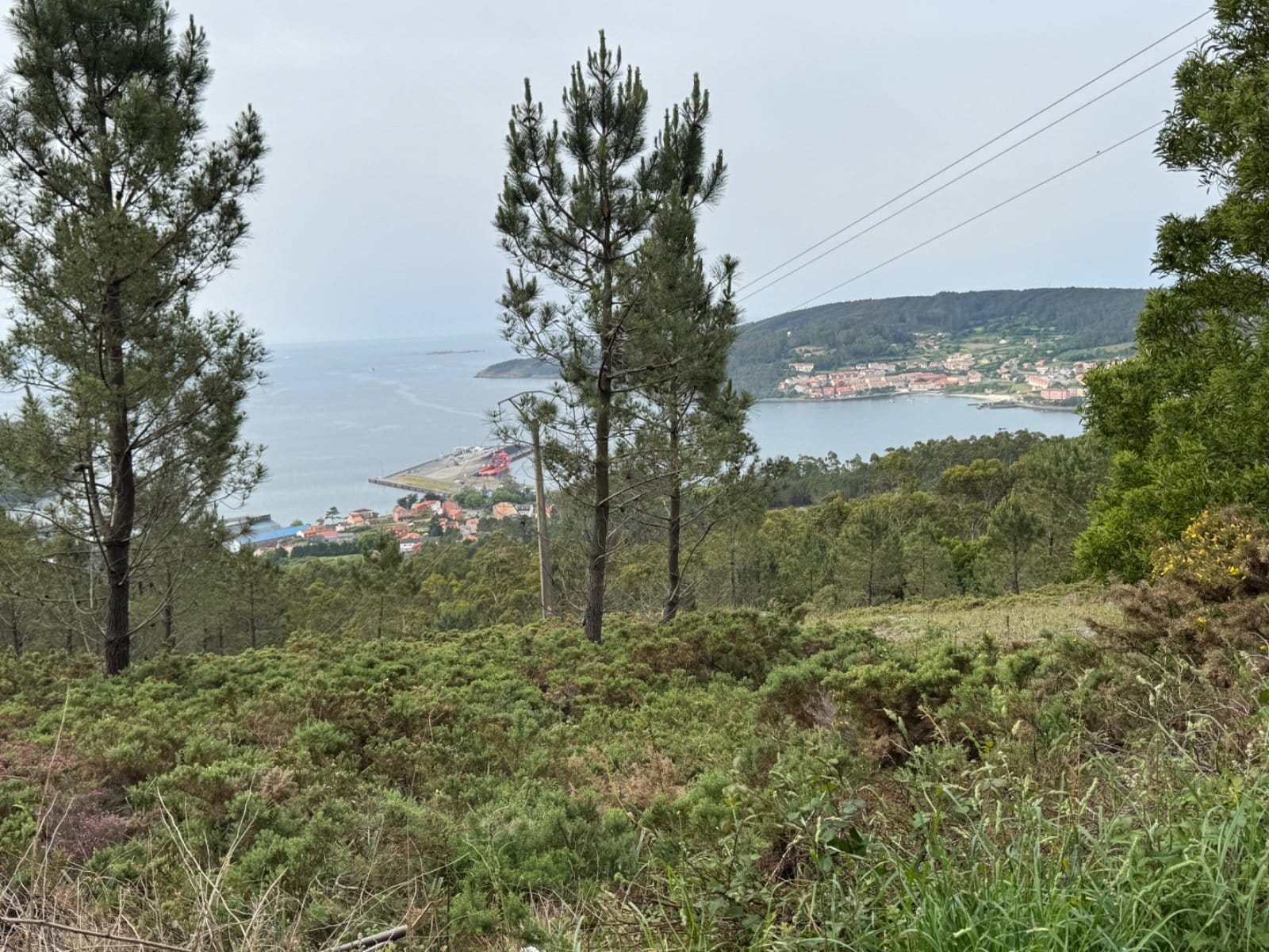 First glimpse of Finisterre through pine trees