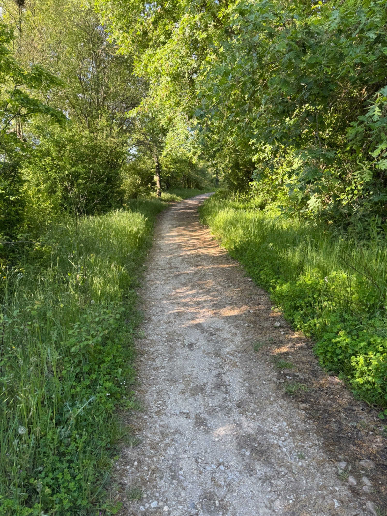 Green wooded path leaving the Meseta