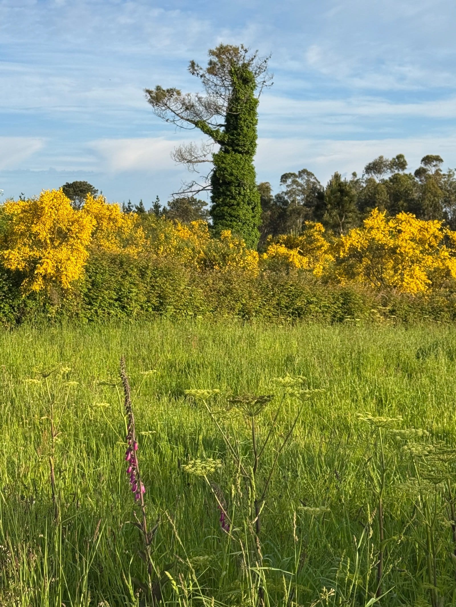 Yellow gorse and wildflowers on Camino Finisterre