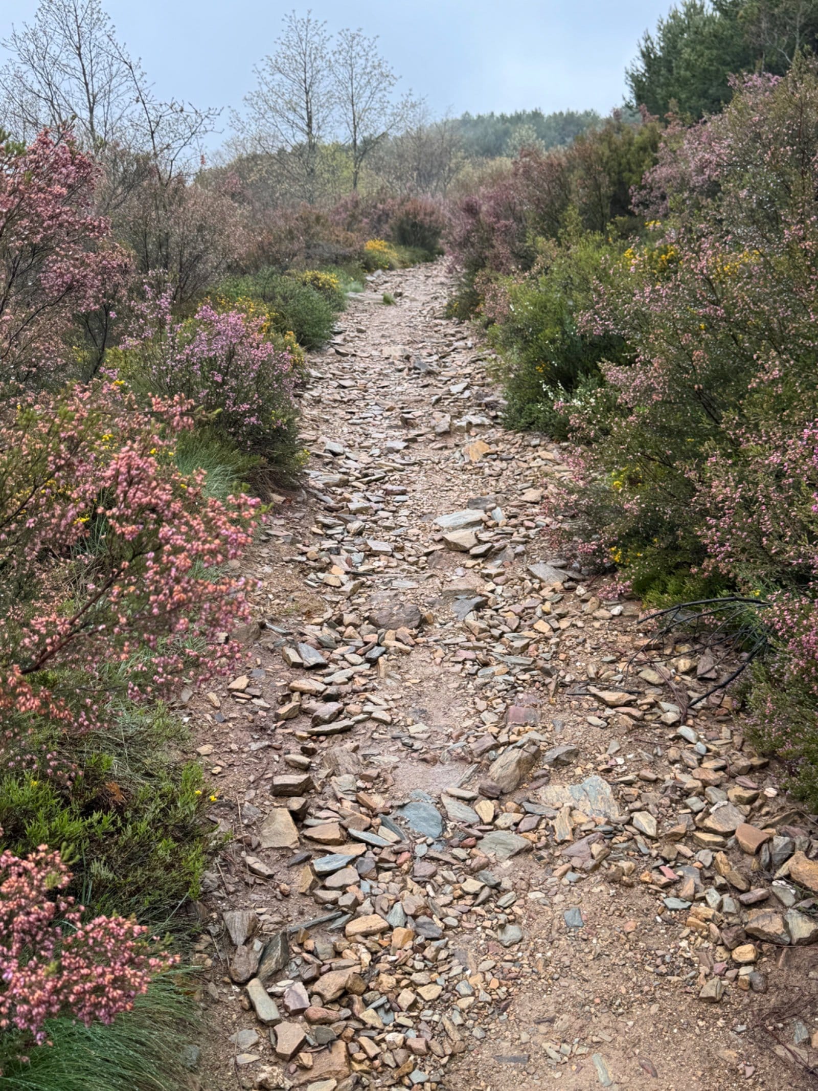Rocky Camino path with spring flowers