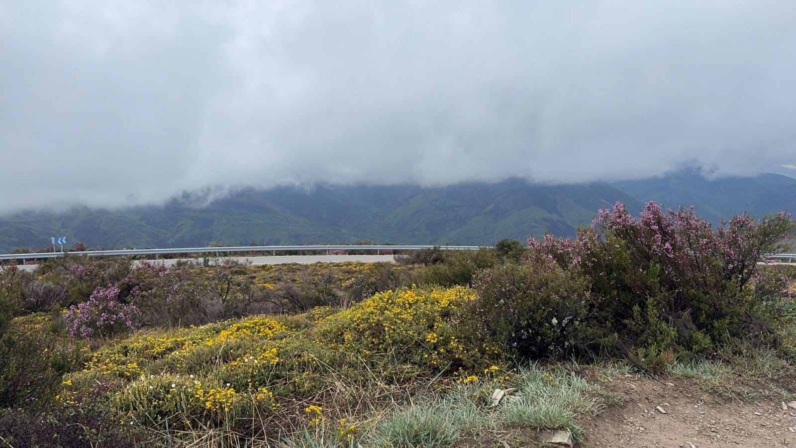 Wildflowers along misty mountain path