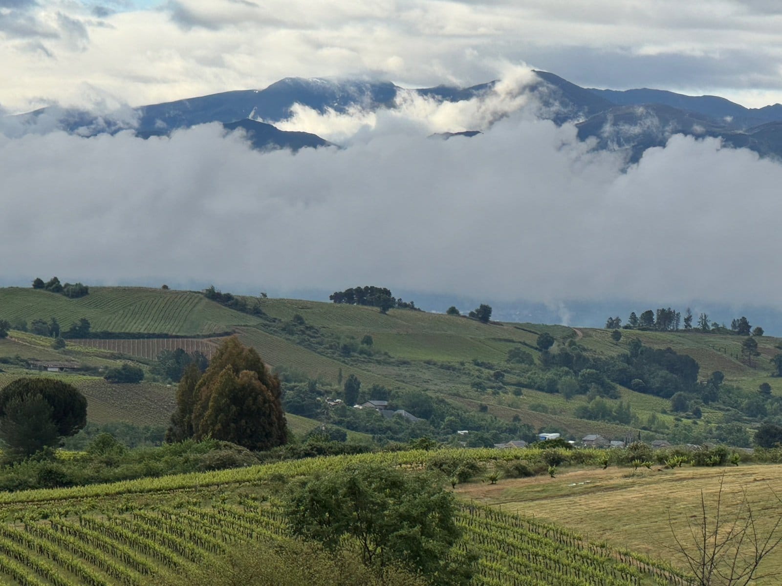Rolling vineyards approaching Galicia with mountains in background