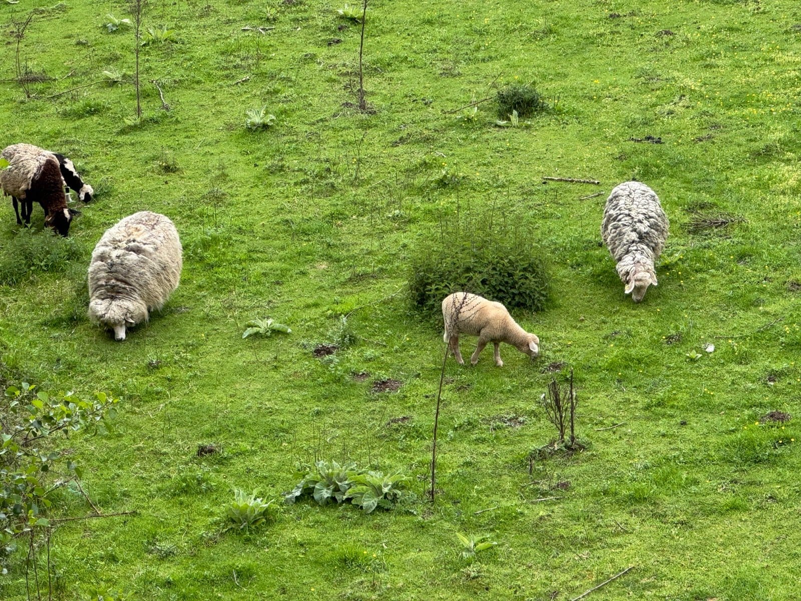 Sheep grazing in green Galician countryside