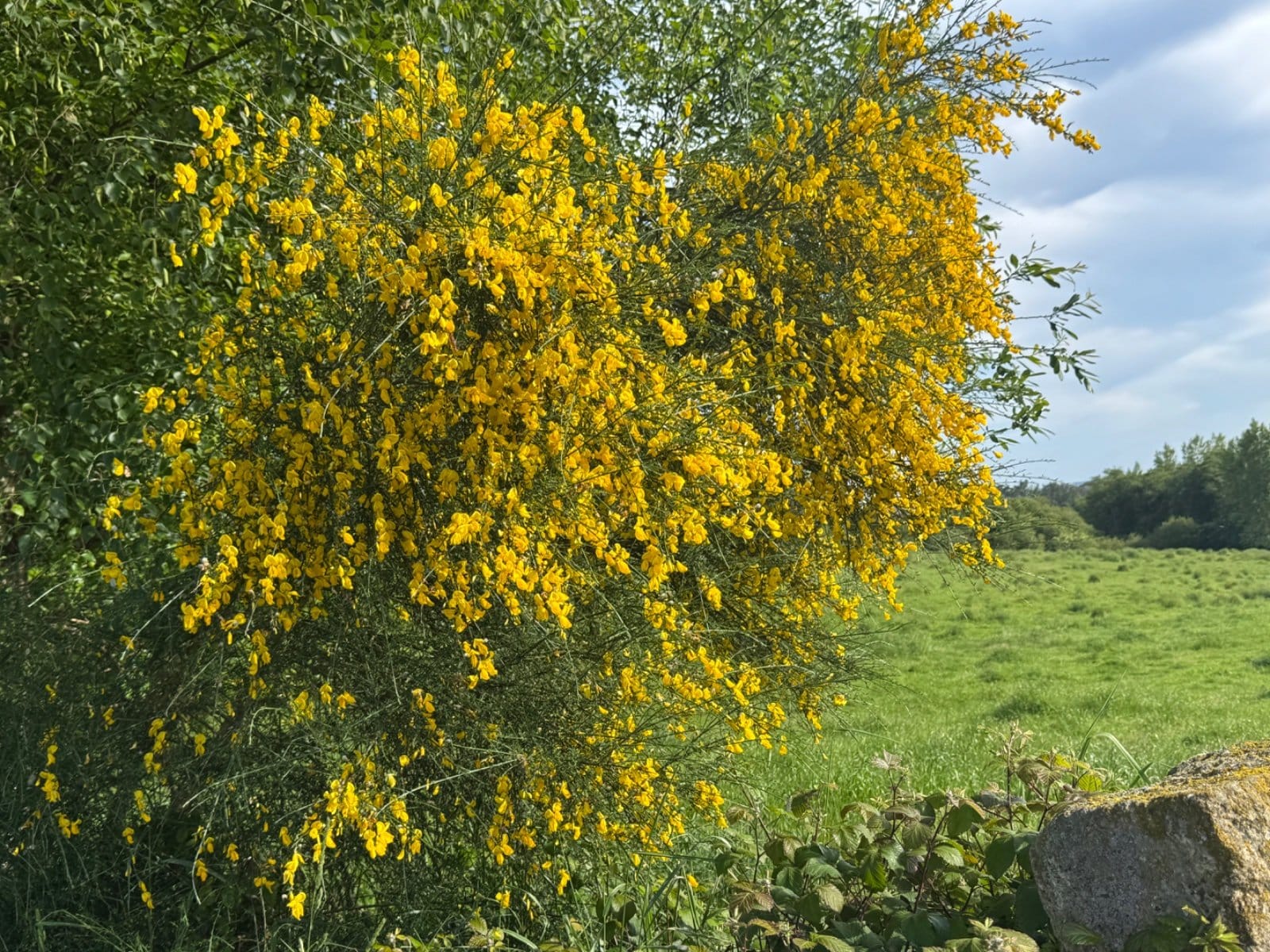 Blooming gorse along stone wall