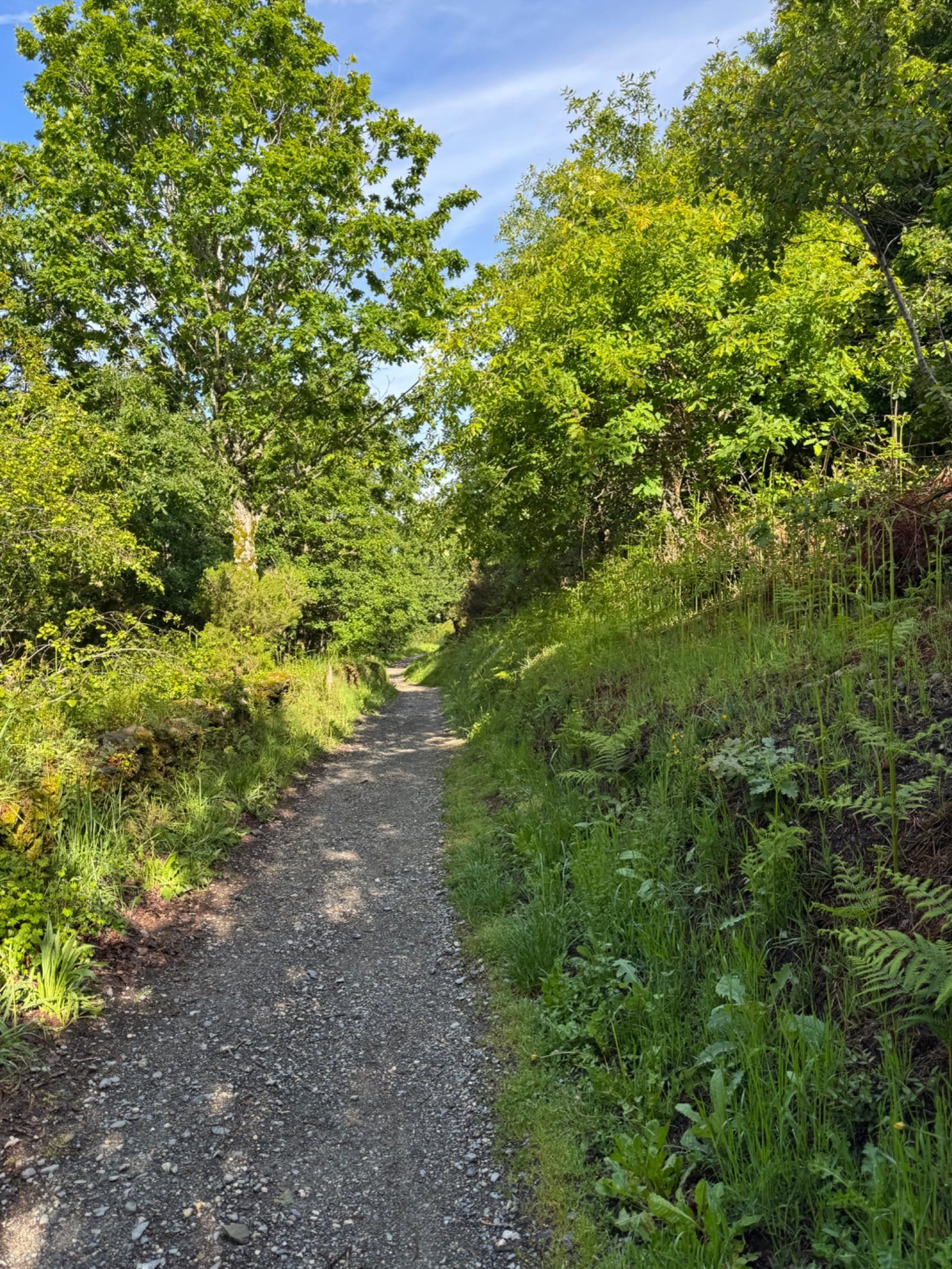 Forest path approaching Triacastela through green hills
