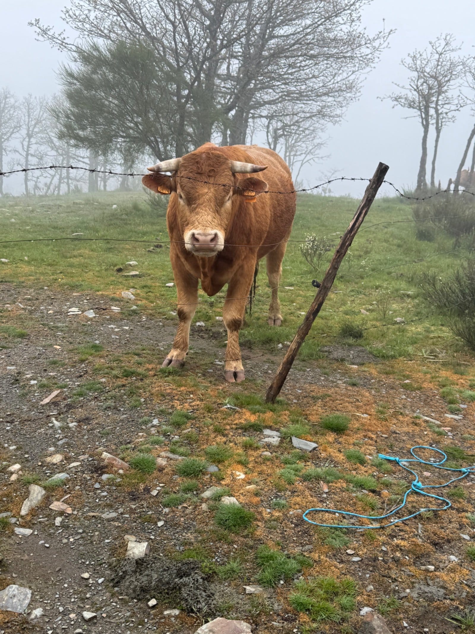 Highland bull in fog near Foncebadón