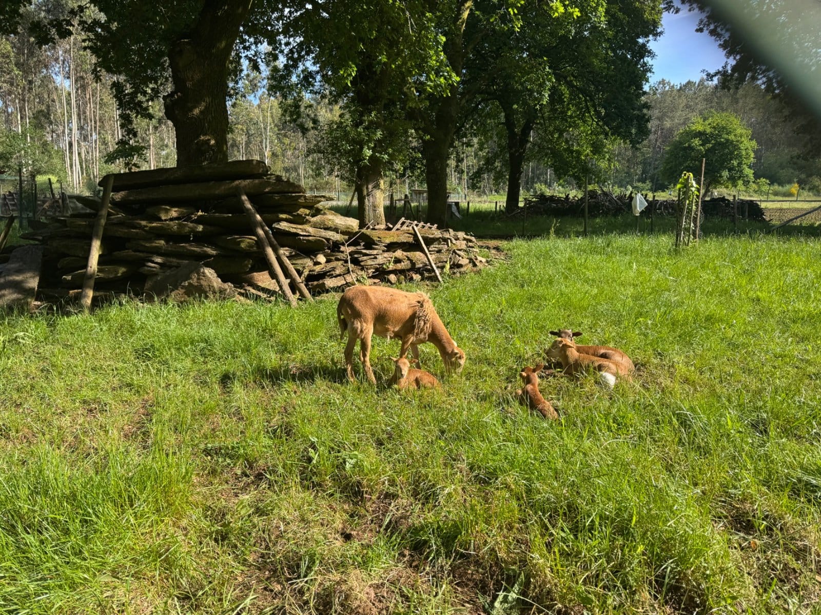 Calves grazing in Galician countryside near O'Pedrouzo