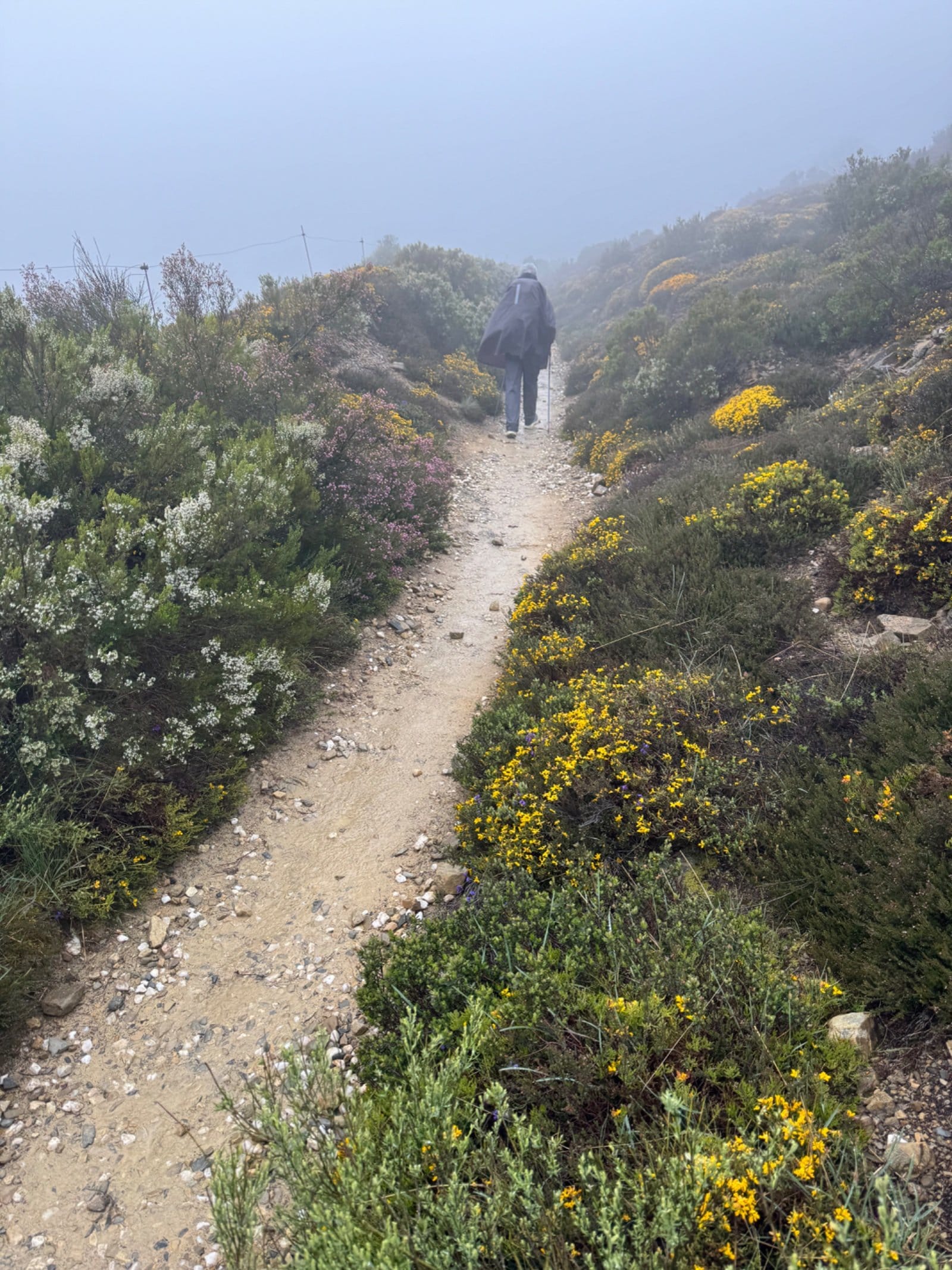 Rocky Camino path through flowering gorse