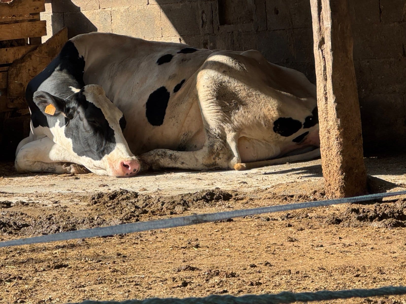 Dairy cow in Galician farming community