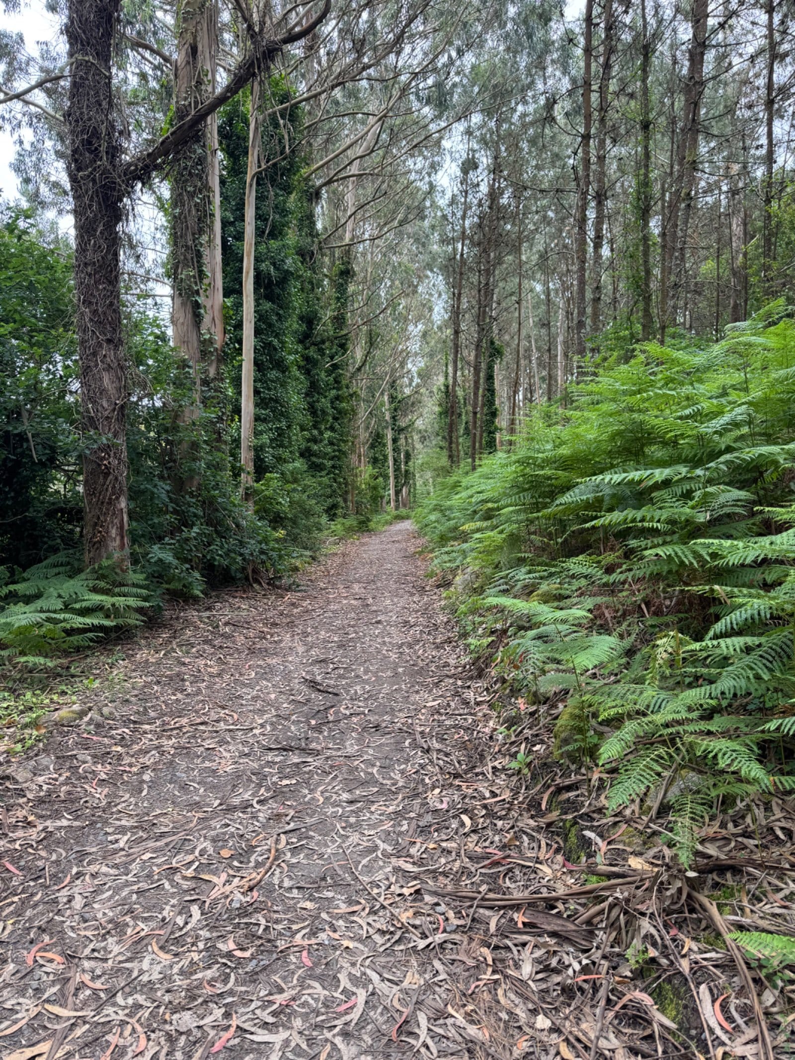 Eucalyptus forest path between Olveiroa and coast
