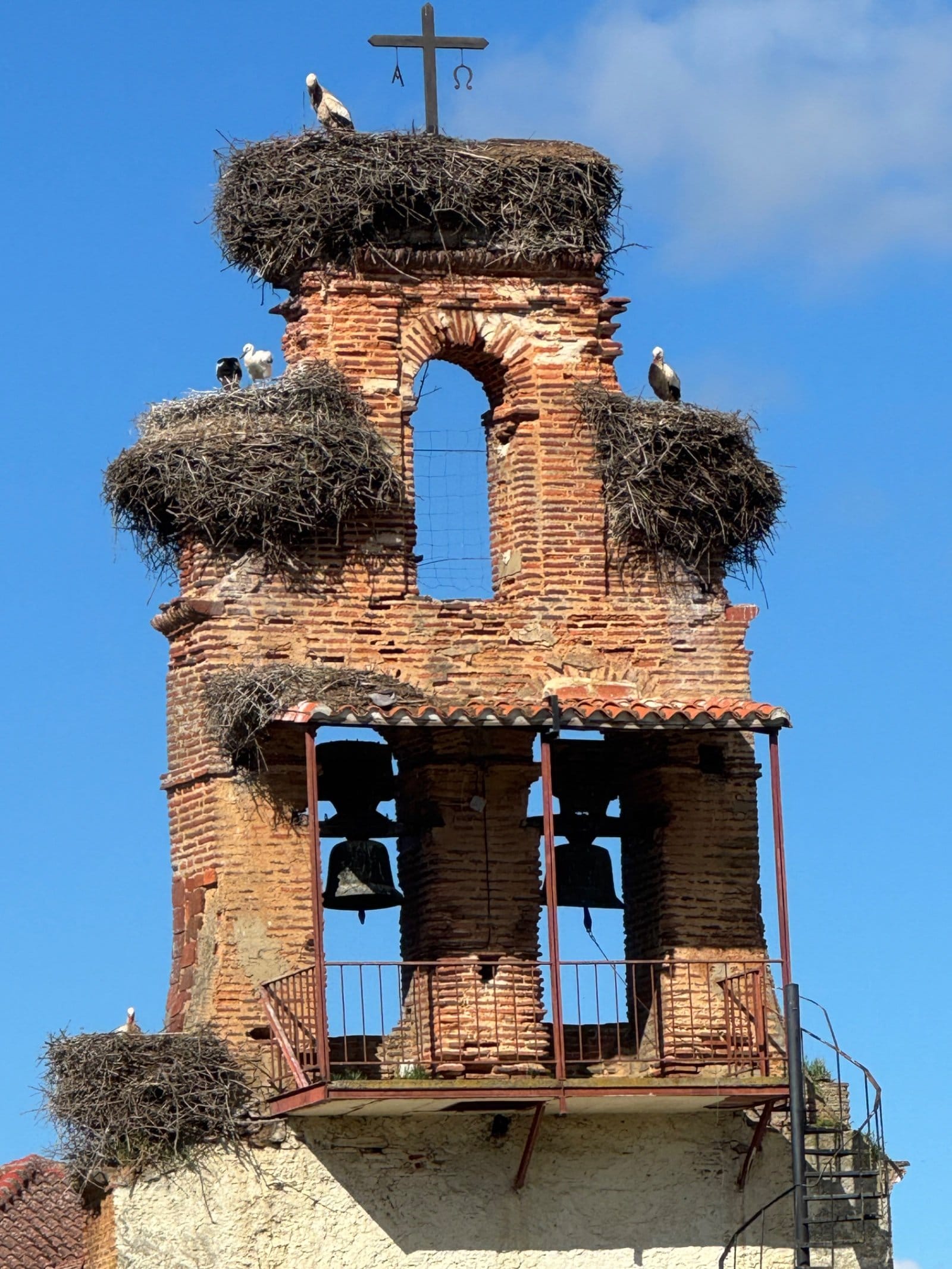 Storks nesting on Meseta church bell tower