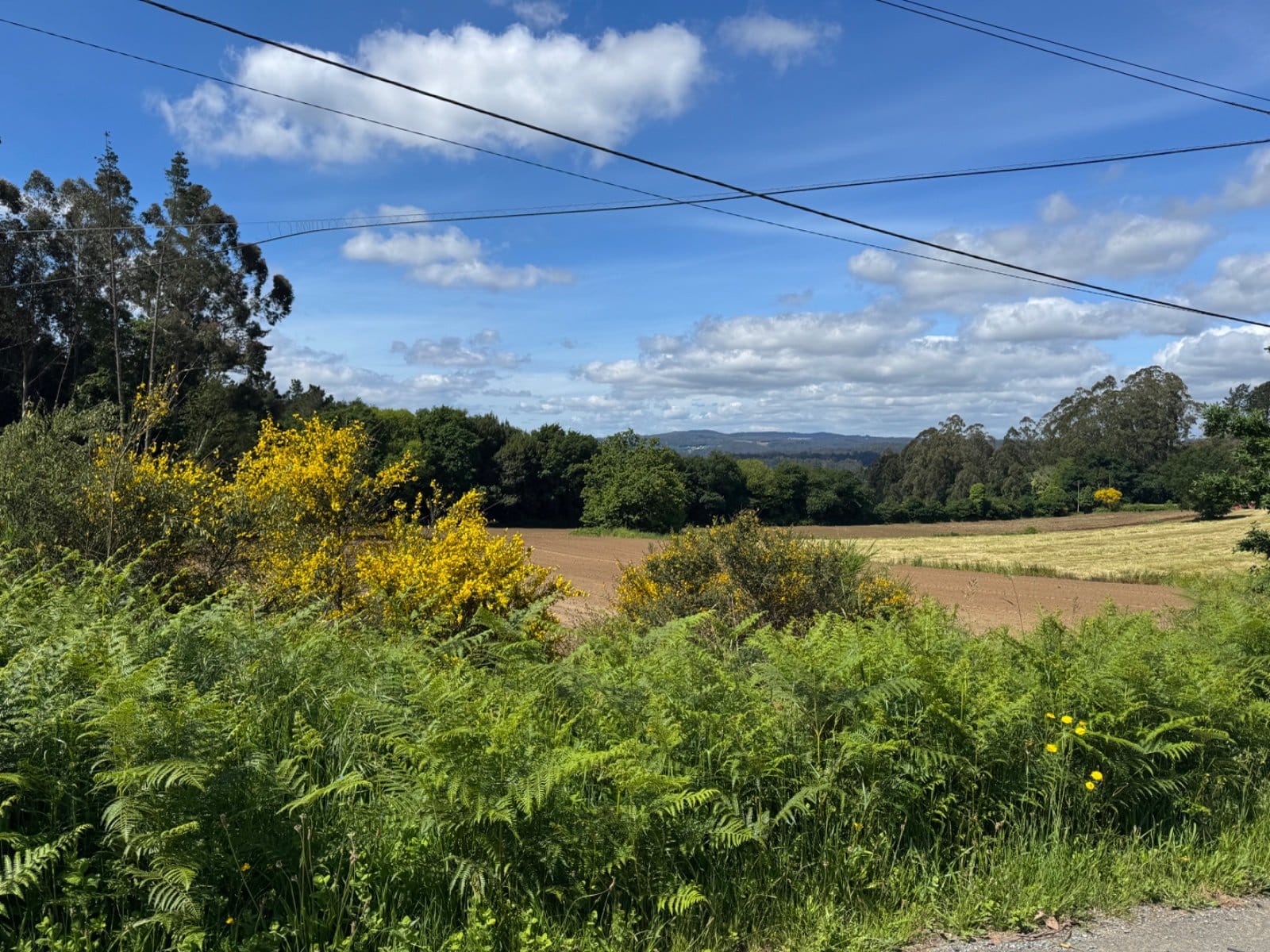 Rolling Galician countryside with yellow flowers approaching Santiago