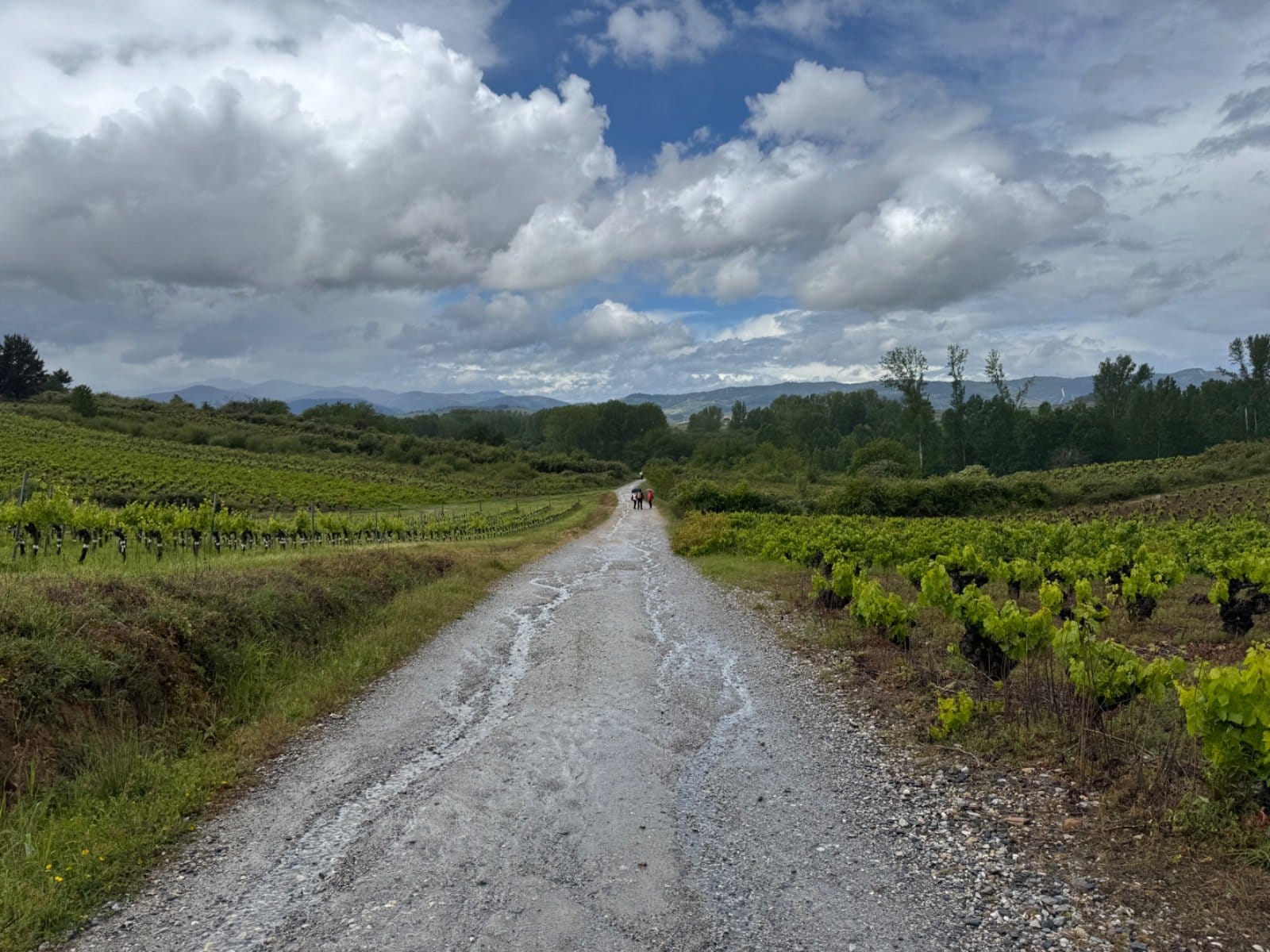 Camino path through Bierzo vineyards toward Cacabelos