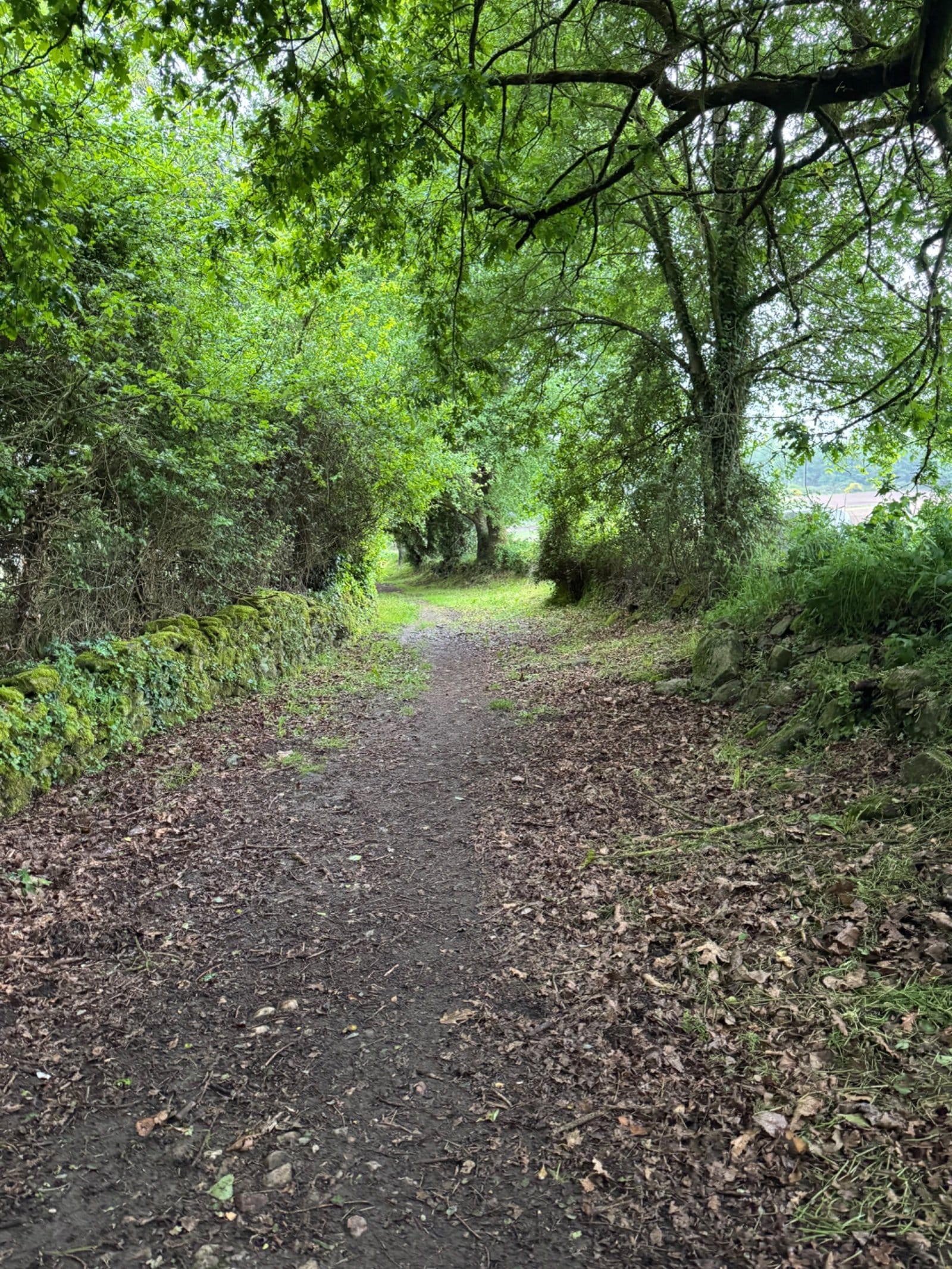 Tree-lined dirt trail on alternative route to Portomarín