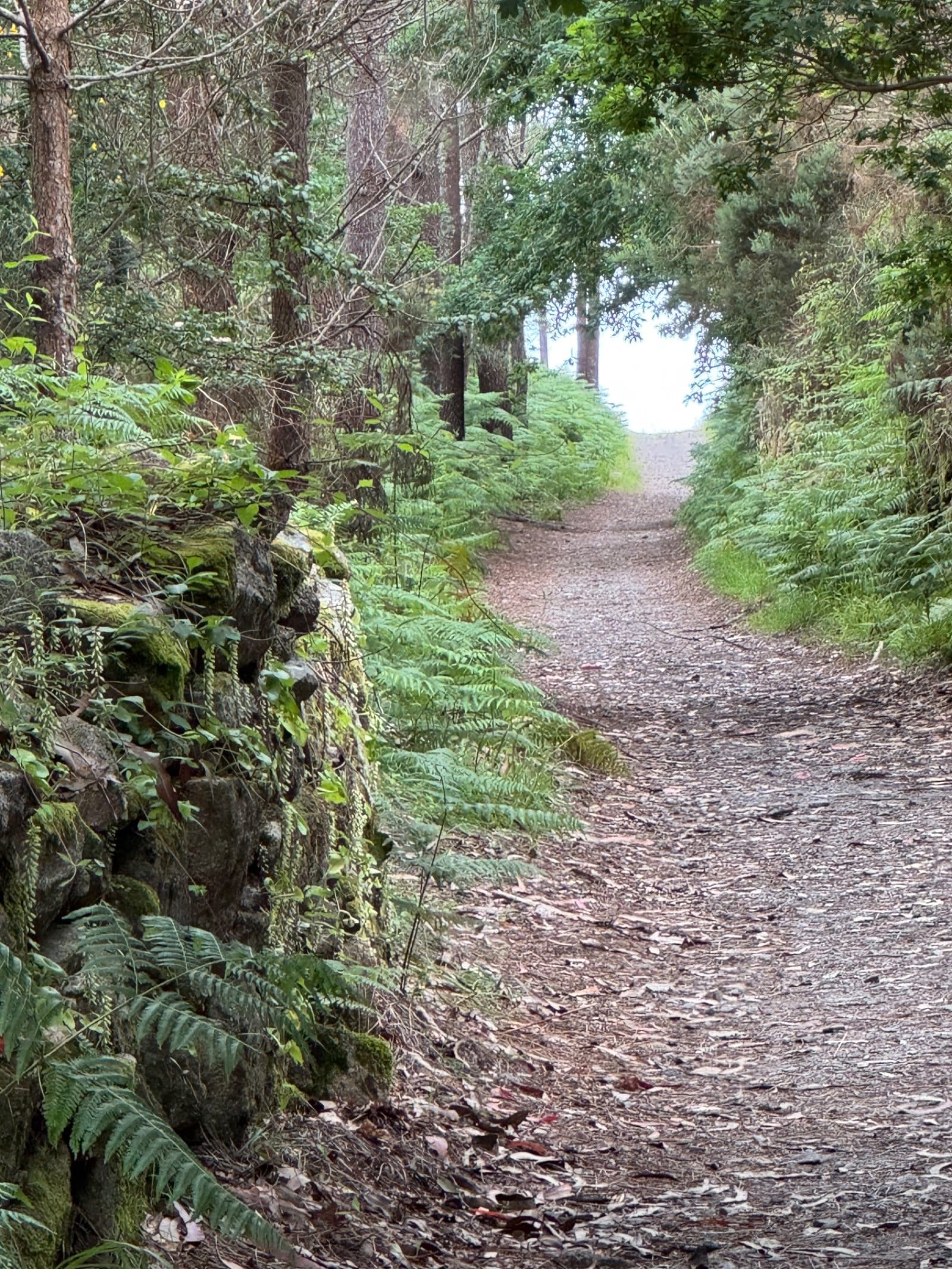 Wooded Camino path with ferns toward coast