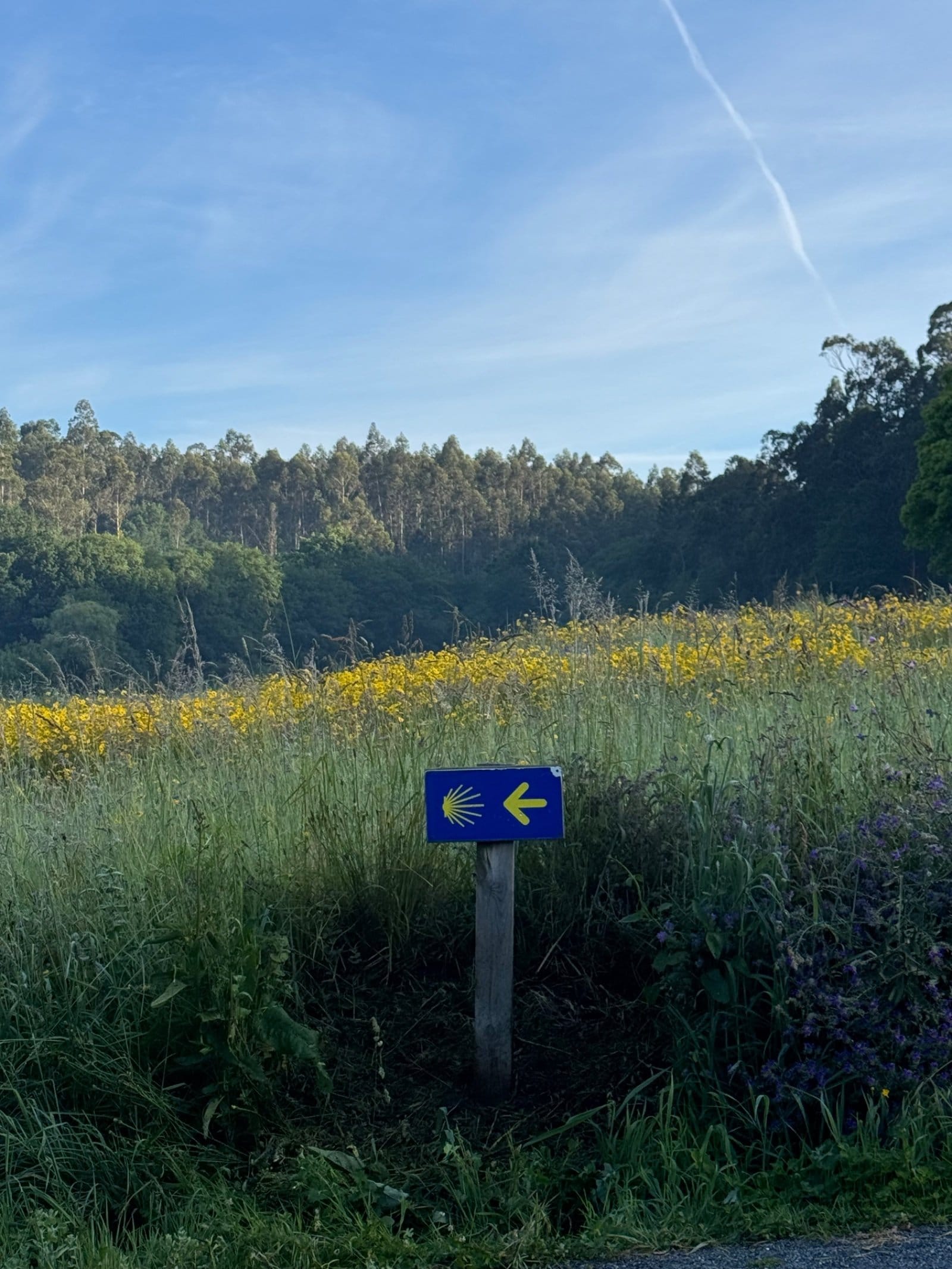 Camino waymarker through wildflower meadow toward Finisterre