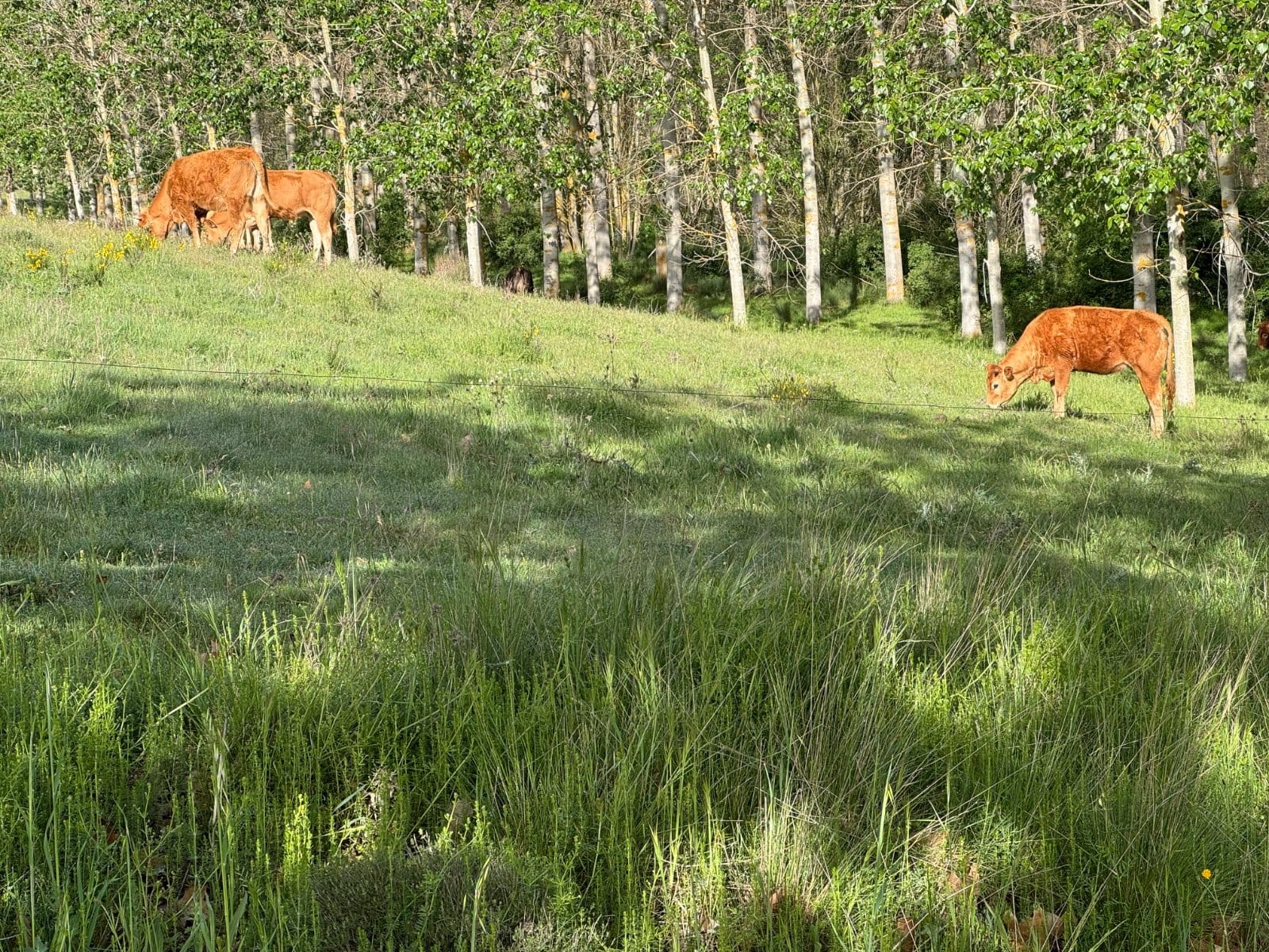 More cattle in the Meseta countryside
