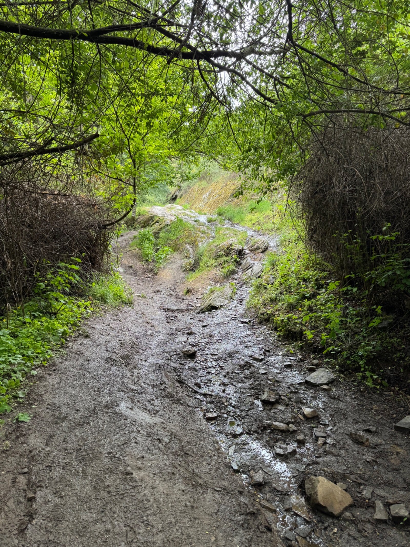 Wet forest path with overhanging branches