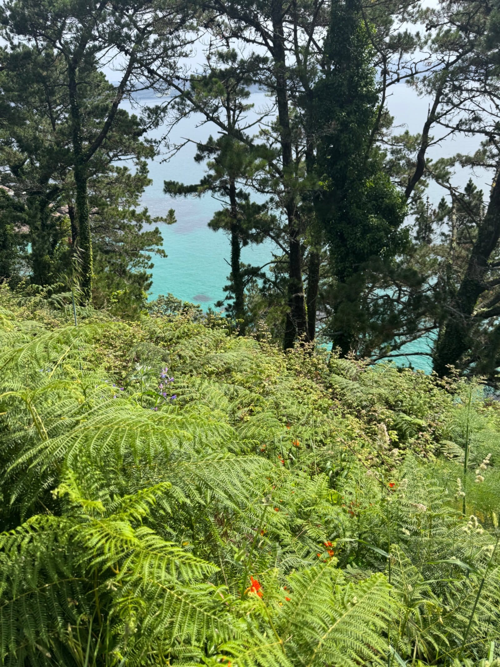 Turquoise Atlantic waters through coastal pine forest