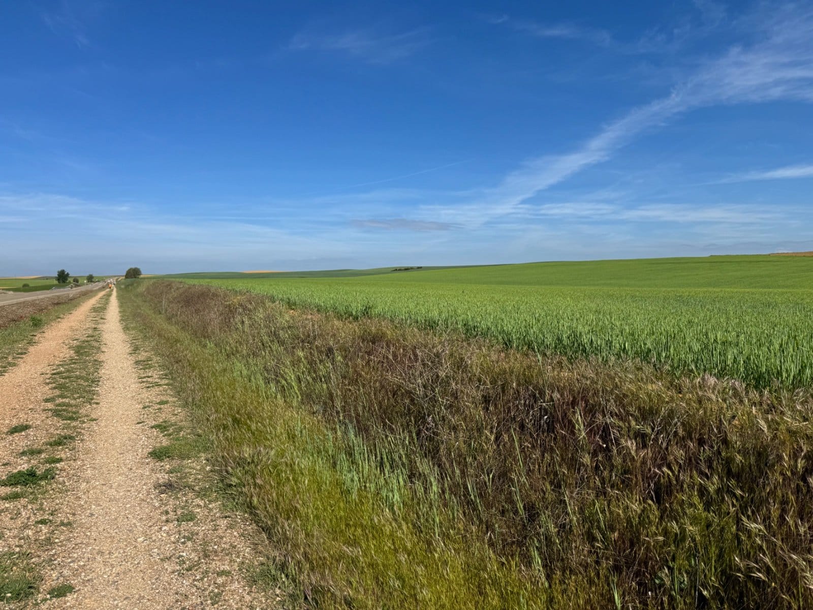 Meseta farmland path between Frómista and Carrión
