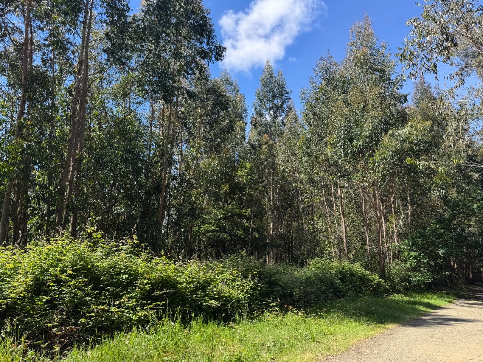 Eucalyptus forest path on Camino's final approach to Santiago