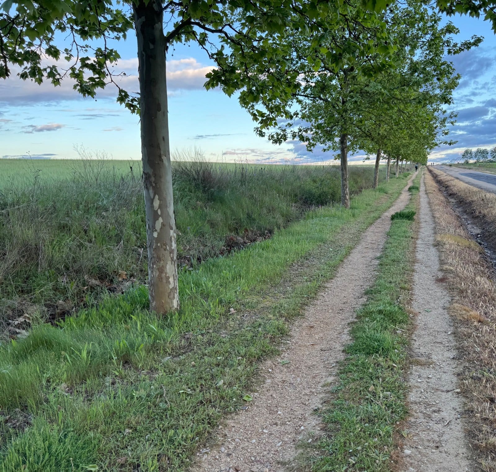 Typical Camino path across the Meseta plains