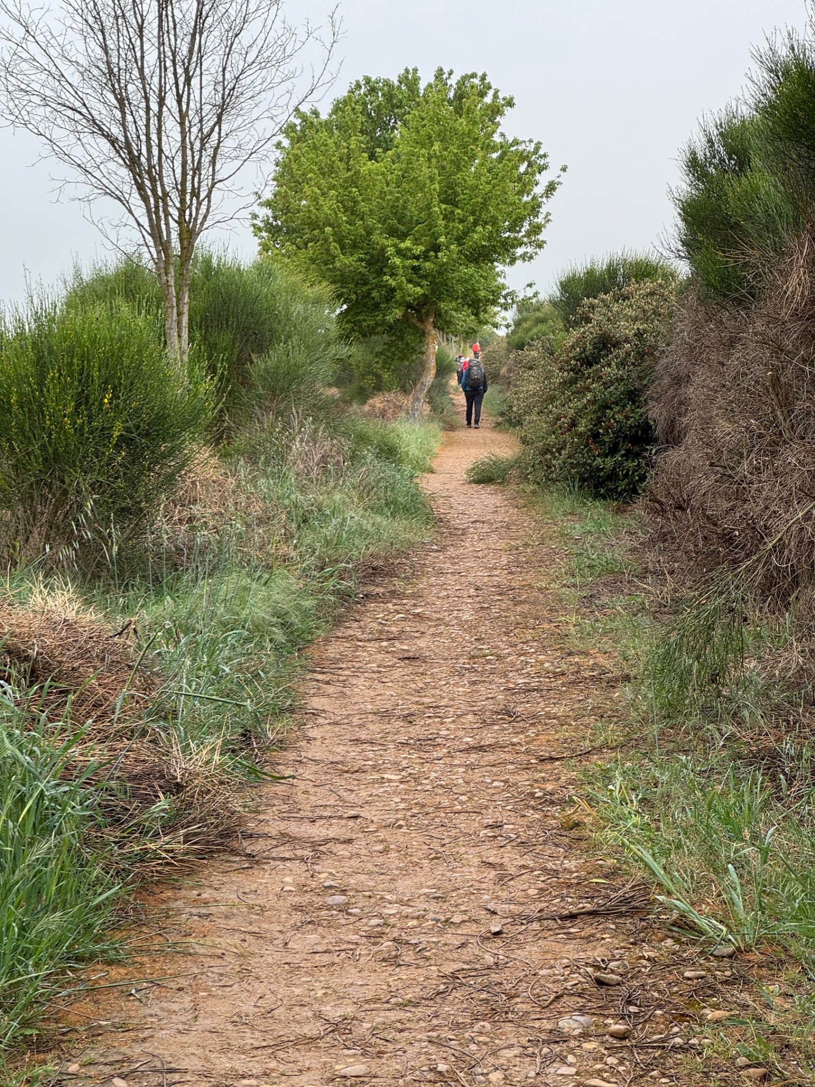Pilgrims walking wooded path toward Bercianos