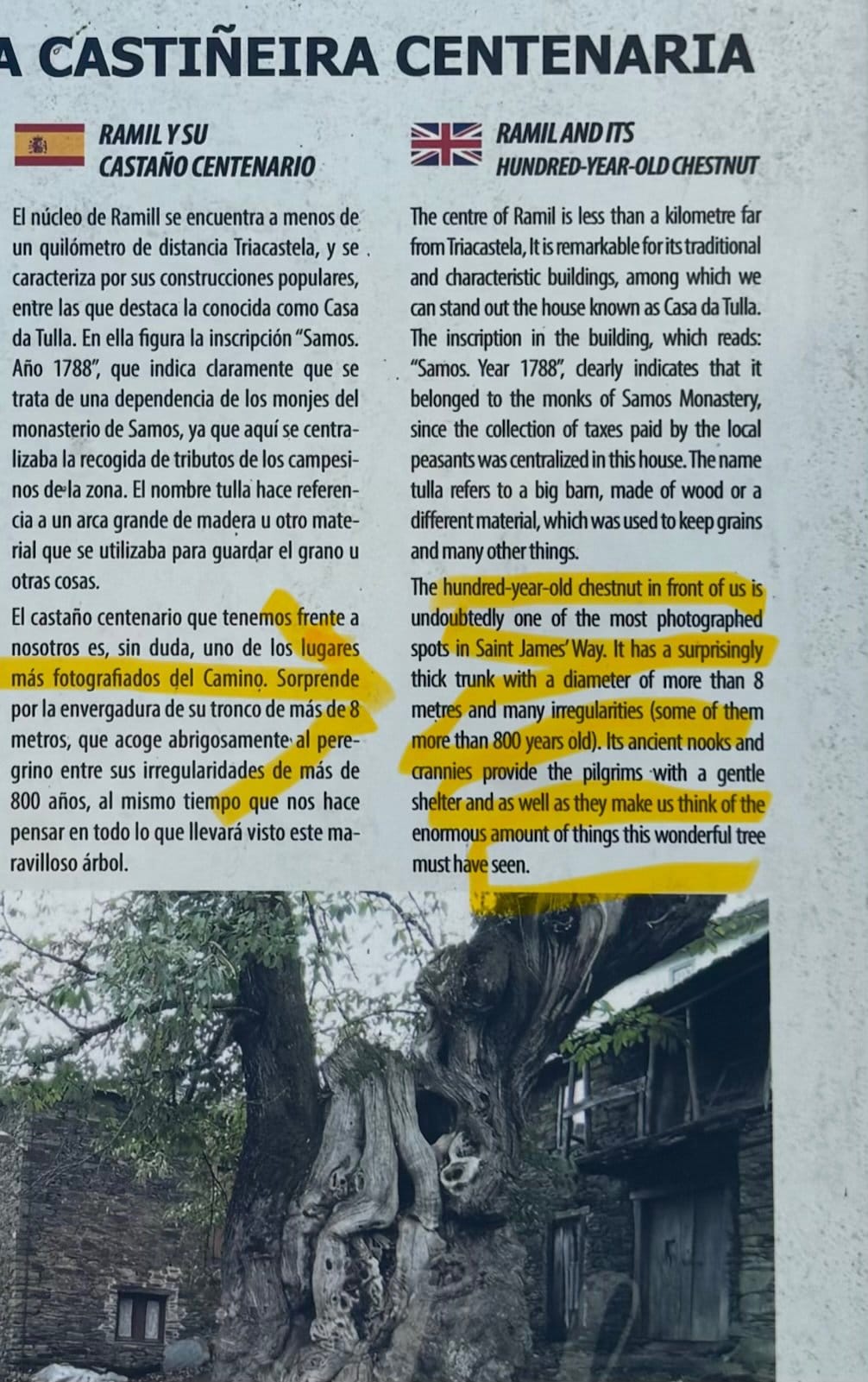 800-year-old chestnut tree information panel in Triacastela