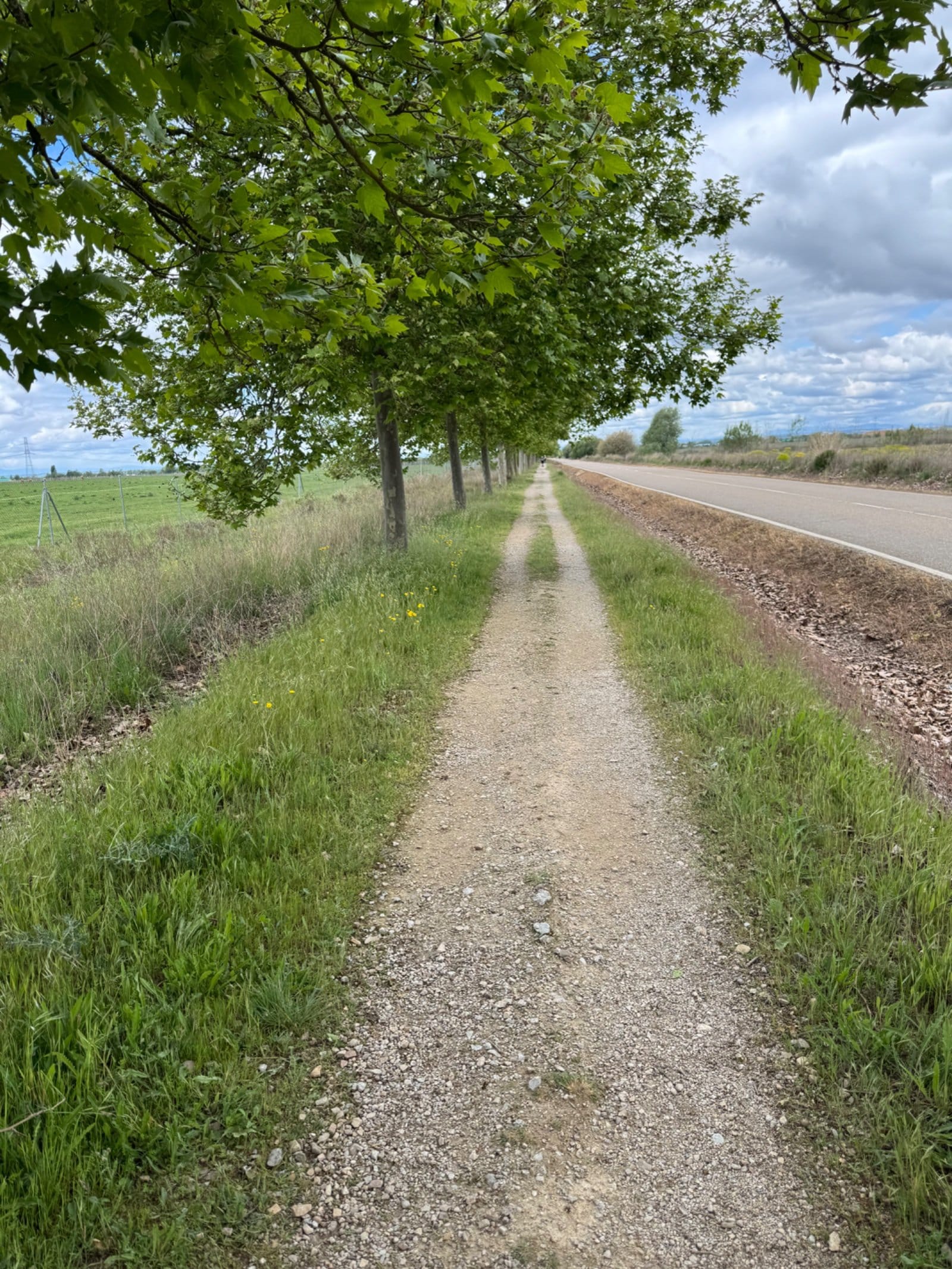 Tree-lined section of Camino through farmland