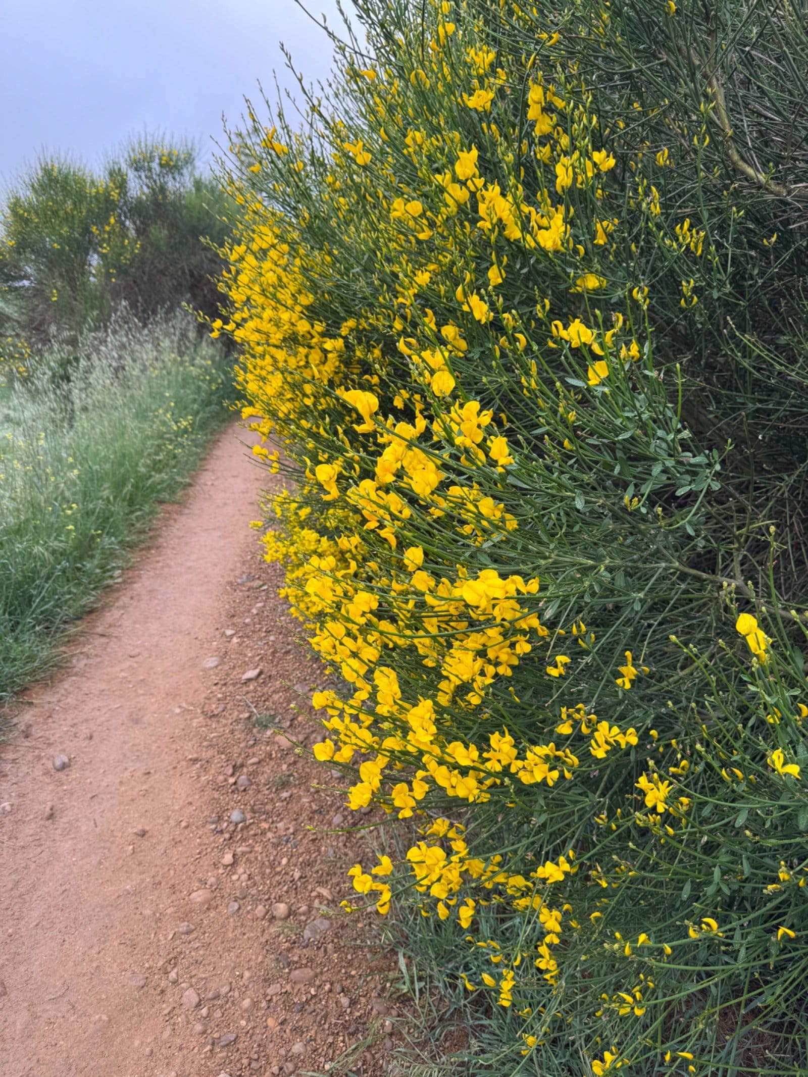 Yellow wildflowers blooming along Camino trail
