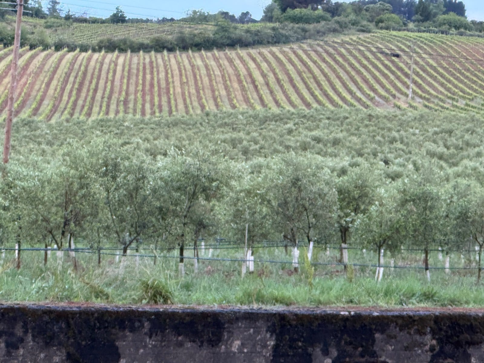Vineyards and olive groves in Bierzo region