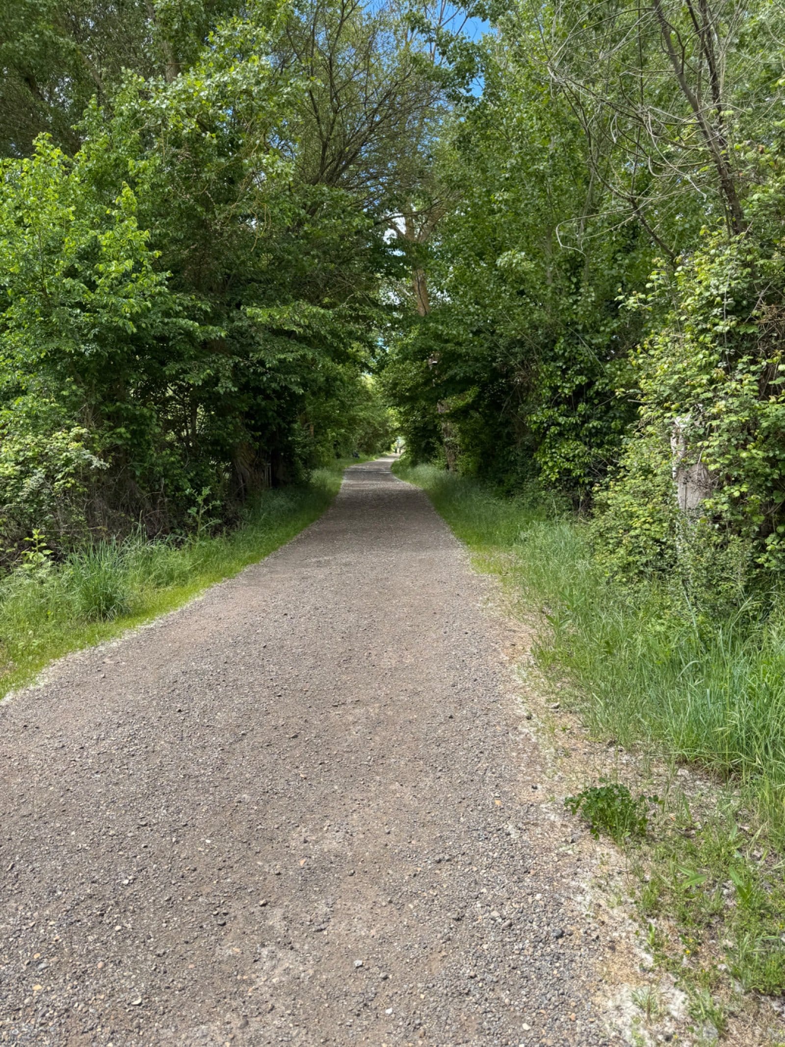 Tree-lined Camino path near San Martín