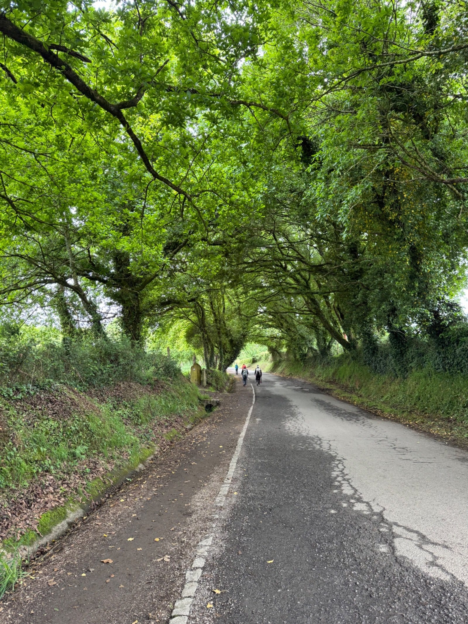 Tree-lined Camino path with pilgrims walking ahead