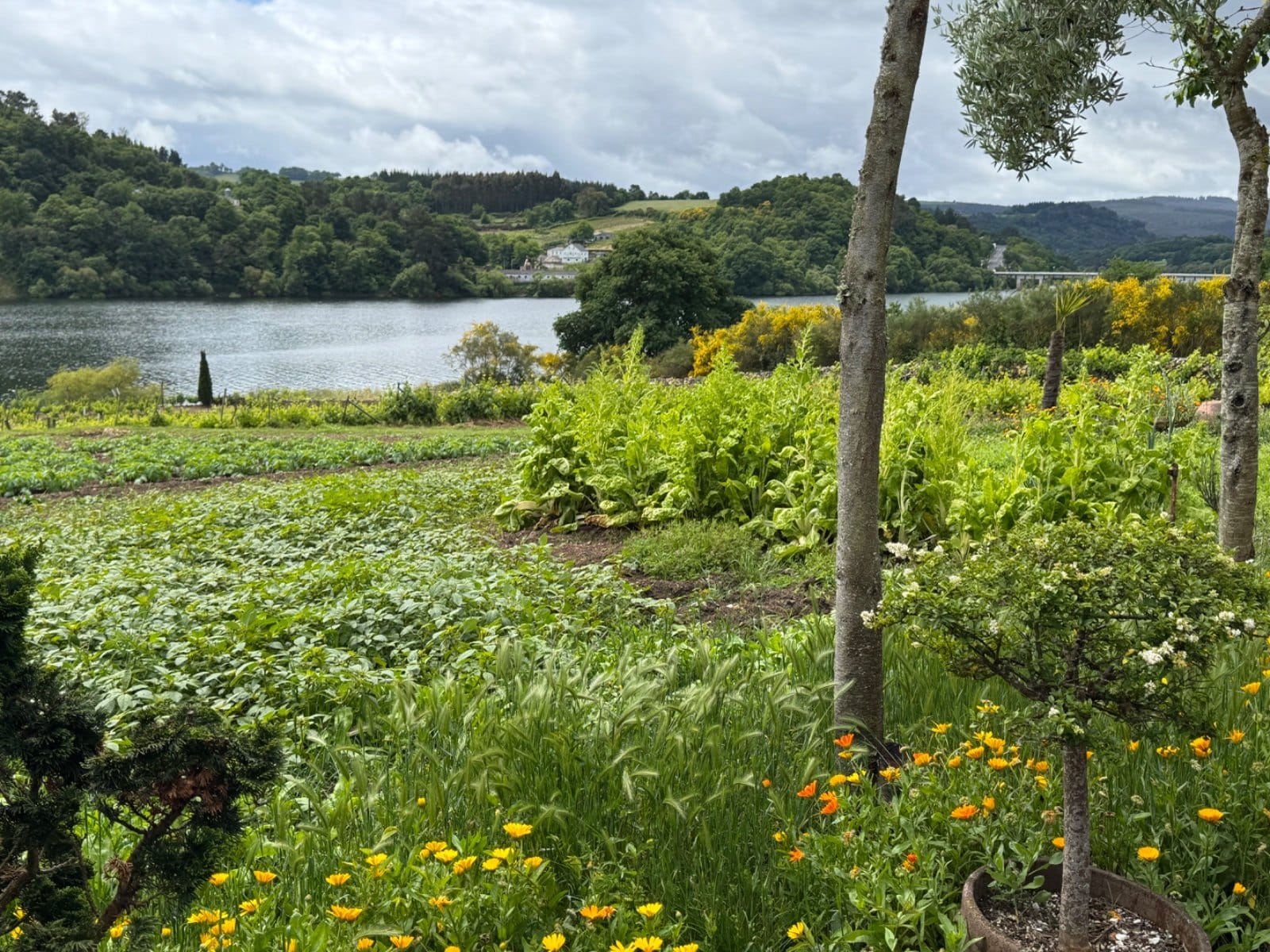 Vegetable garden overlooking Miño River near Portomarín